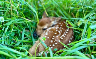 Tyler B.'s photo of camping with pets at The Point Campground & Farm - Lake Cumberland KY Nightly Campground and Annual RV Park near Liberty, KY