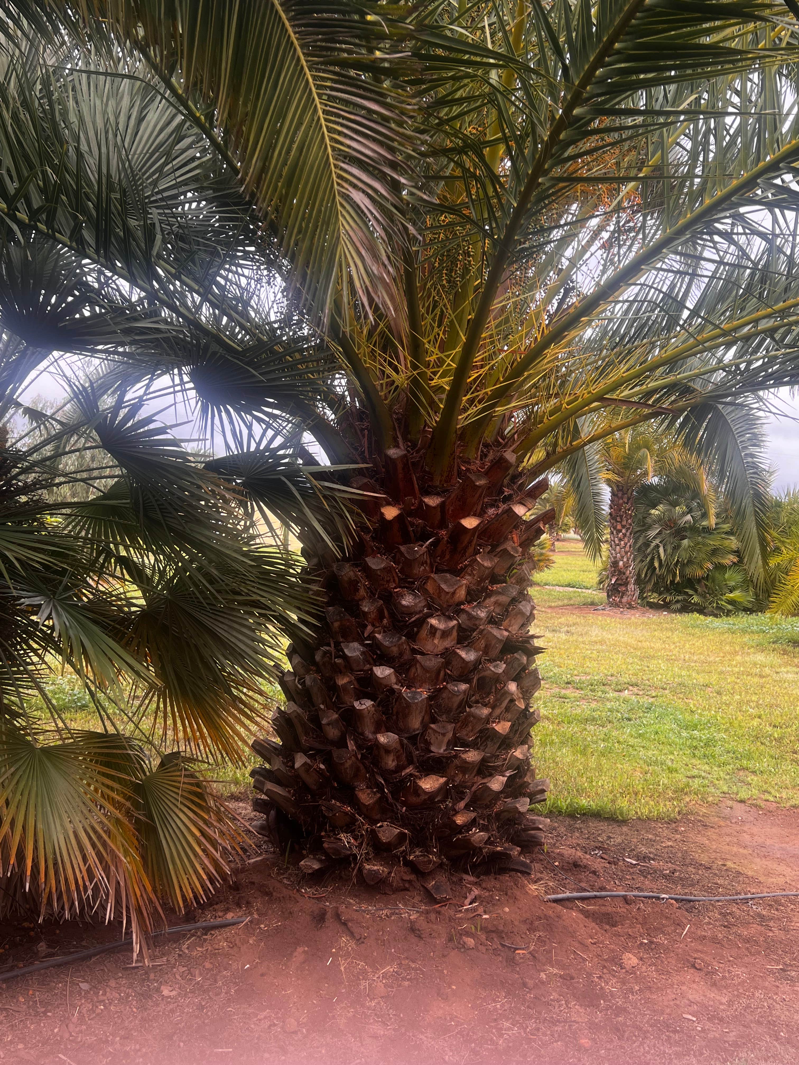 Camper-submitted photo at Thompson Palms Campground near Ramona, CA