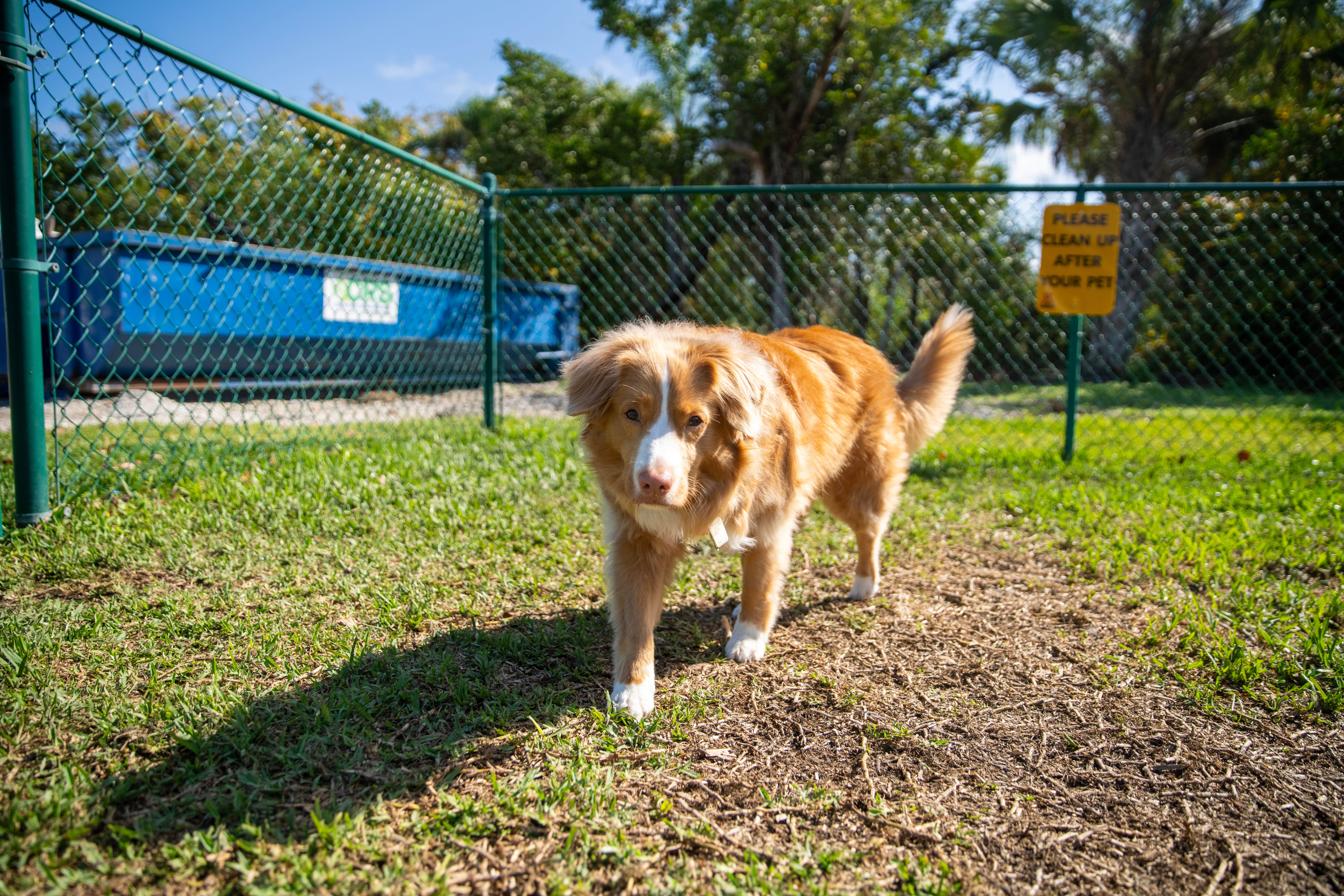 OAK M.'s photo of camping with pets at Naples/Marco Island KOA Holiday near Marco Island, FL
