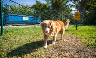 OAK M.'s photo of camping with pets at Naples/Marco Island KOA Holiday near Marco Island, FL