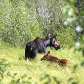 Review photo of Yellowstone Park / West Gate KOA Holiday by Joel R., July 24, 2019