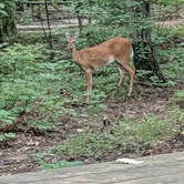 Review photo of Monte Sano State Park Campground by Chase G., July 24, 2019