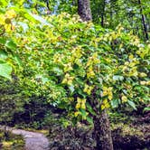 Review photo of Monte Sano State Park Campground by Chase G., July 24, 2019