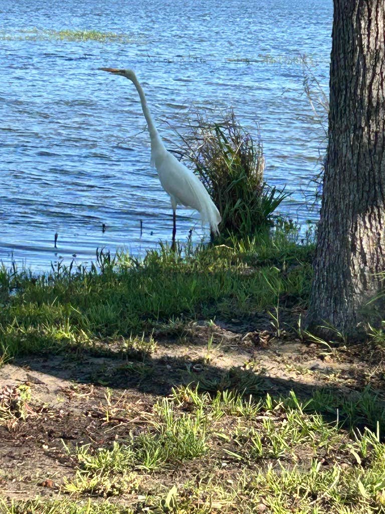 Camper-submitted photo at Taw Caw Campground and Marina near Manning, SC