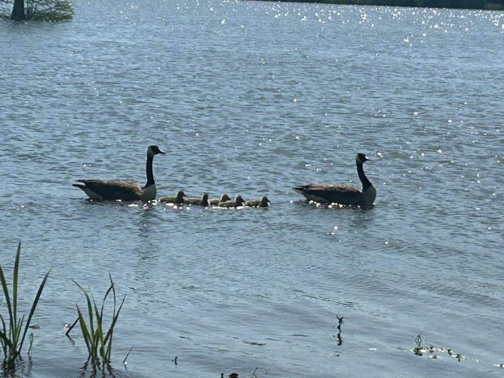 Camper-submitted photo at Taw Caw Campground and Marina near Manning, SC