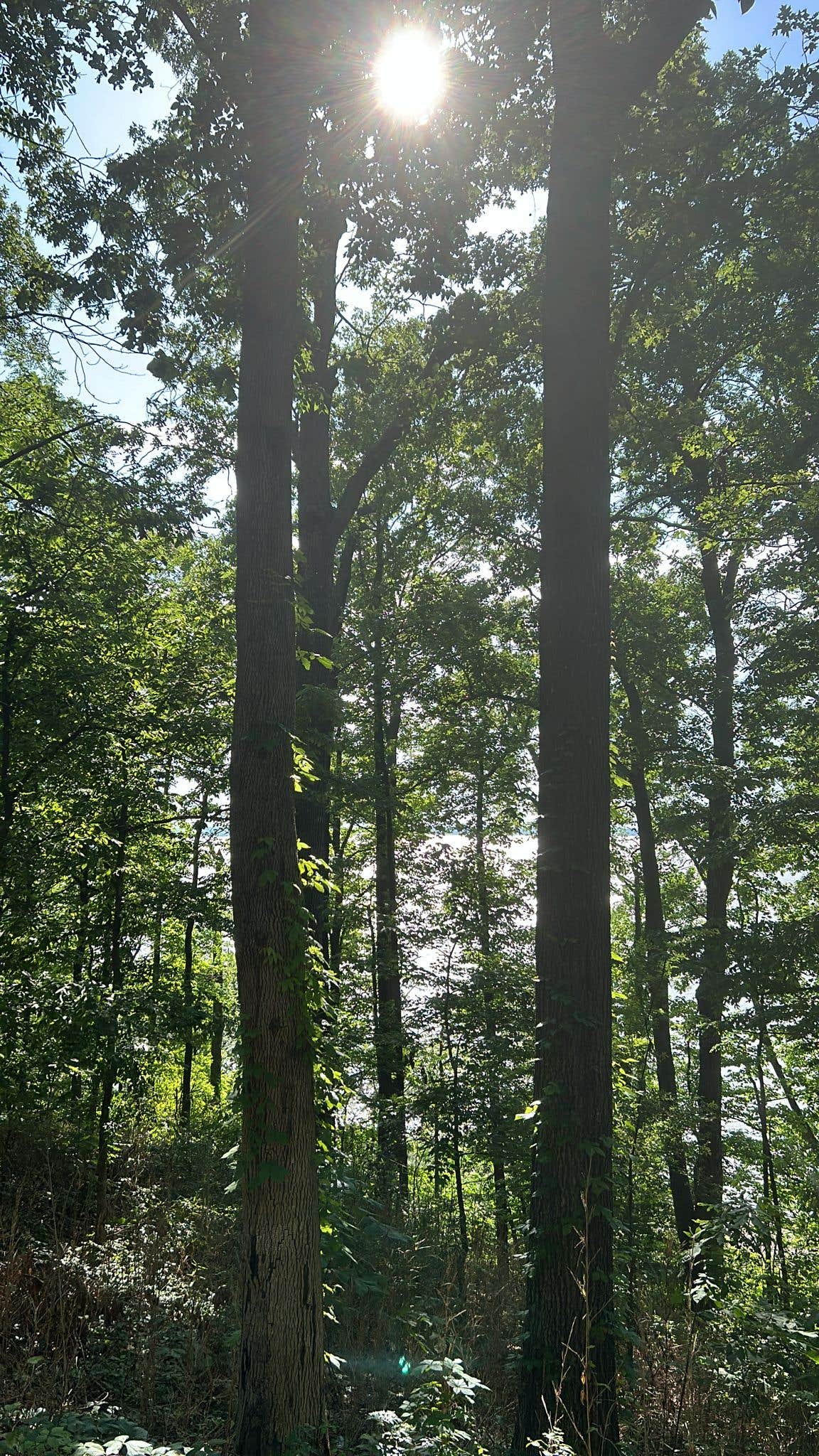Camper submitted image from Beard's Bluff Park - 2
