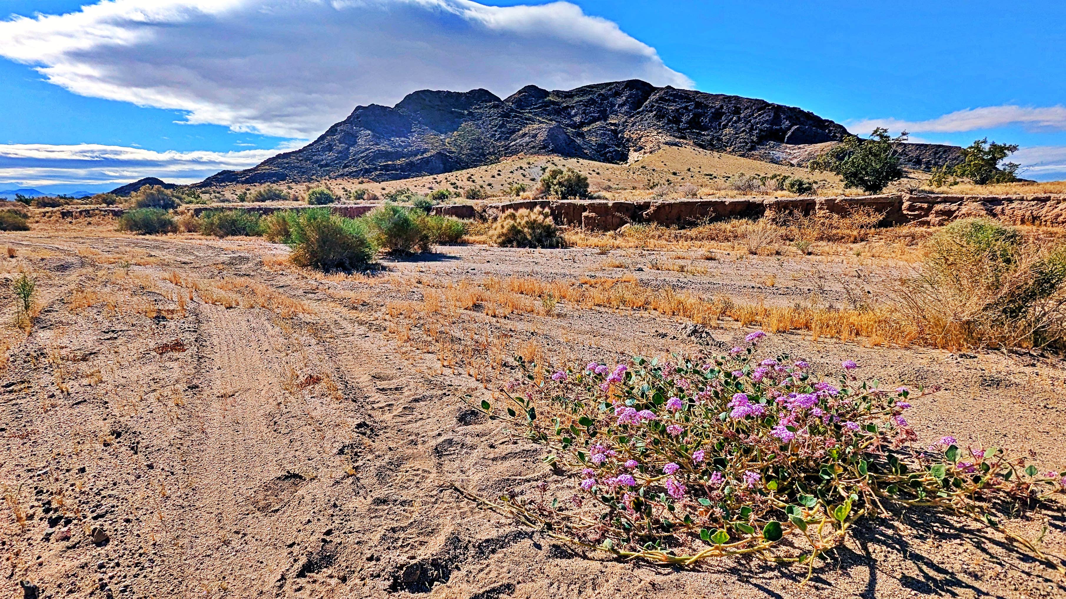 Camper-submitted photo at Cowhole Mountain Basecamp near Baker, CA