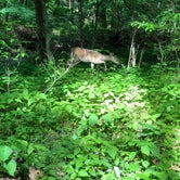 Review photo of Savage River State Forest by Joe G., July 25, 2019