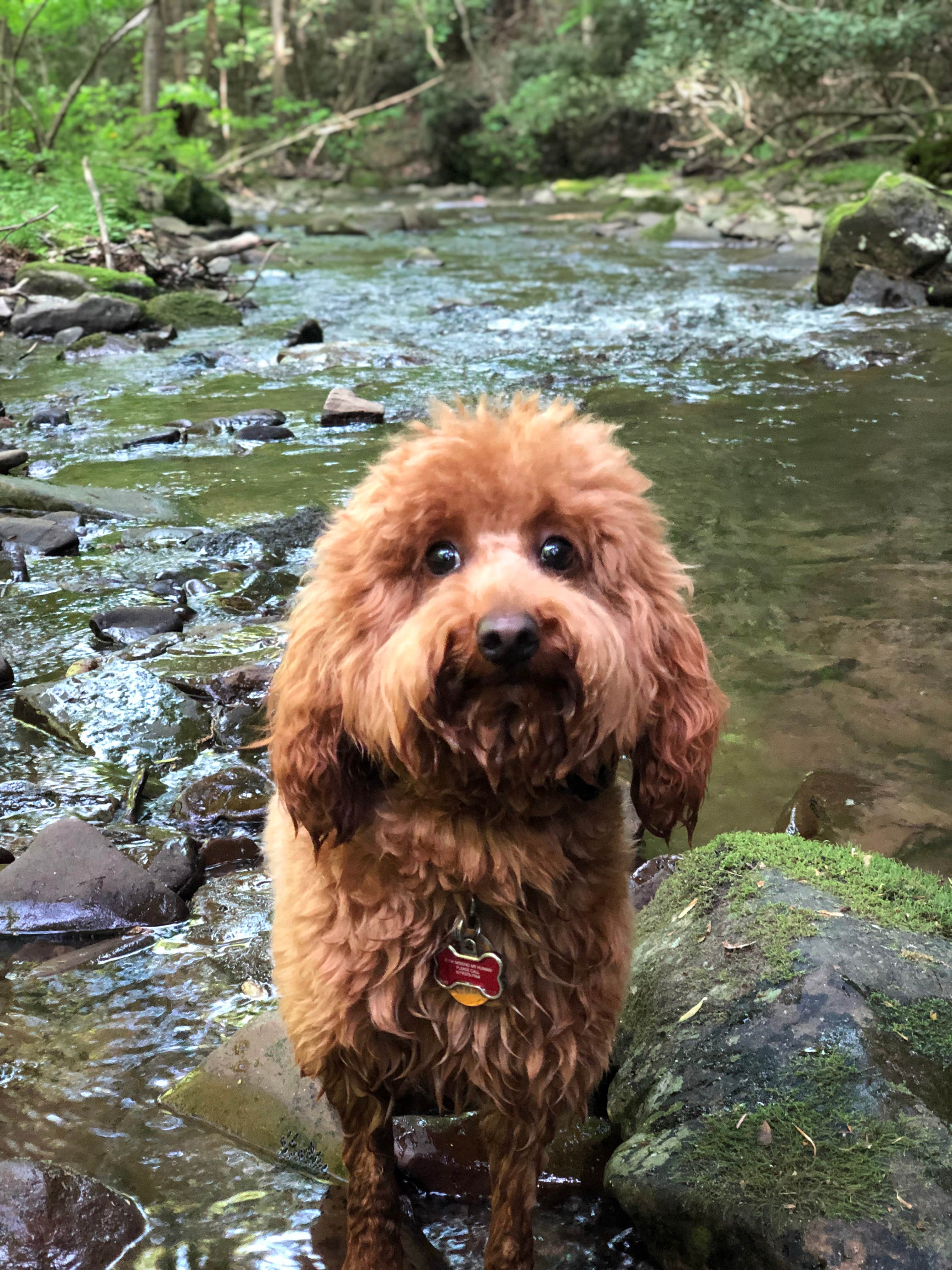 Joe G.'s photo of camping with pets at Savage River State Forest near Terra Alta, WV