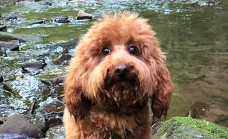 Joe G.'s photo of camping with pets at Savage River State Forest near Cumberland, MD
