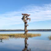 Review photo of Osceola National Forest Hog Pen Landing Campground by Jack B., July 25, 2019