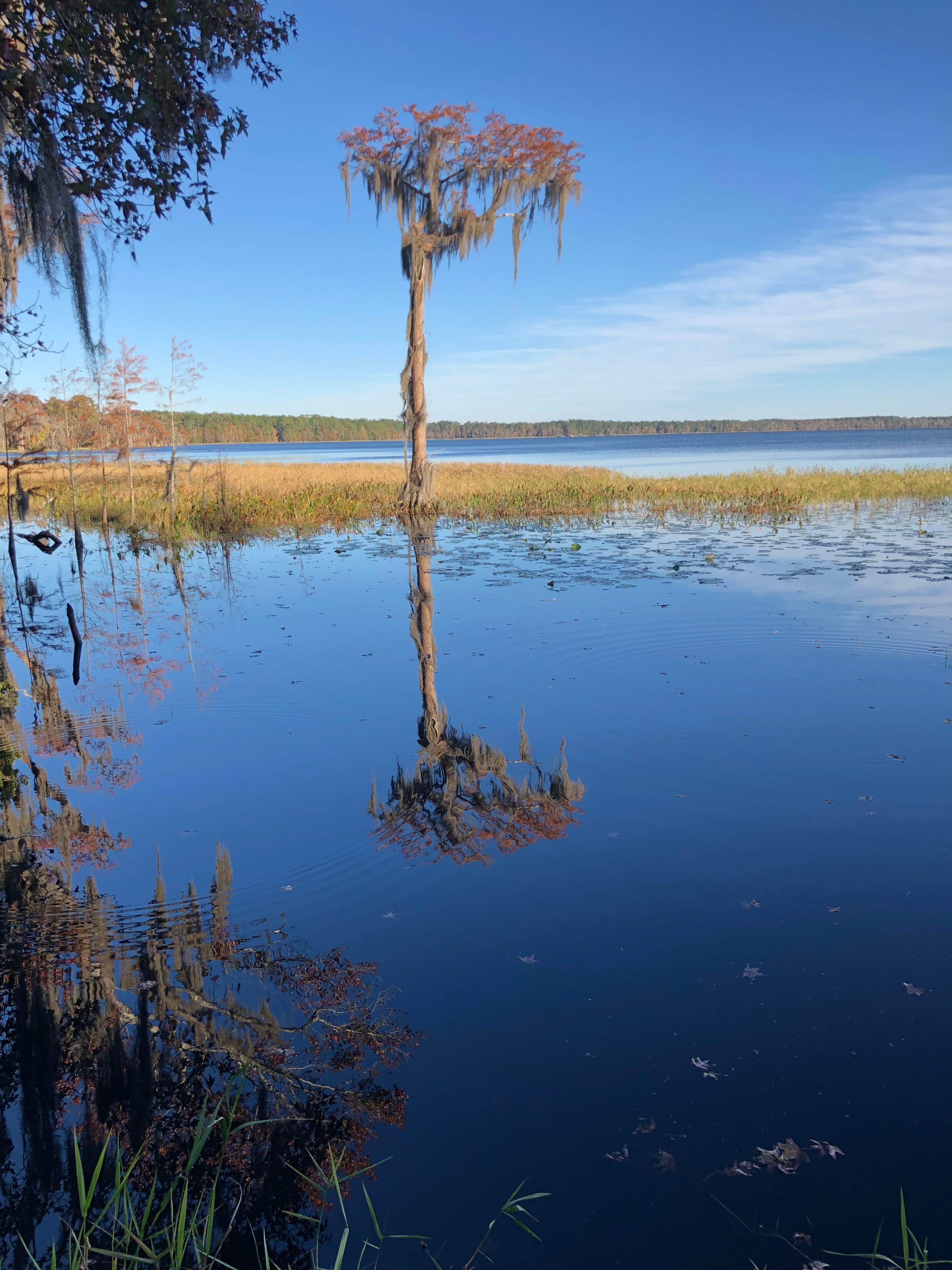 Camper submitted image from Osceola National Forest Hog Pen Landing Campground - 2