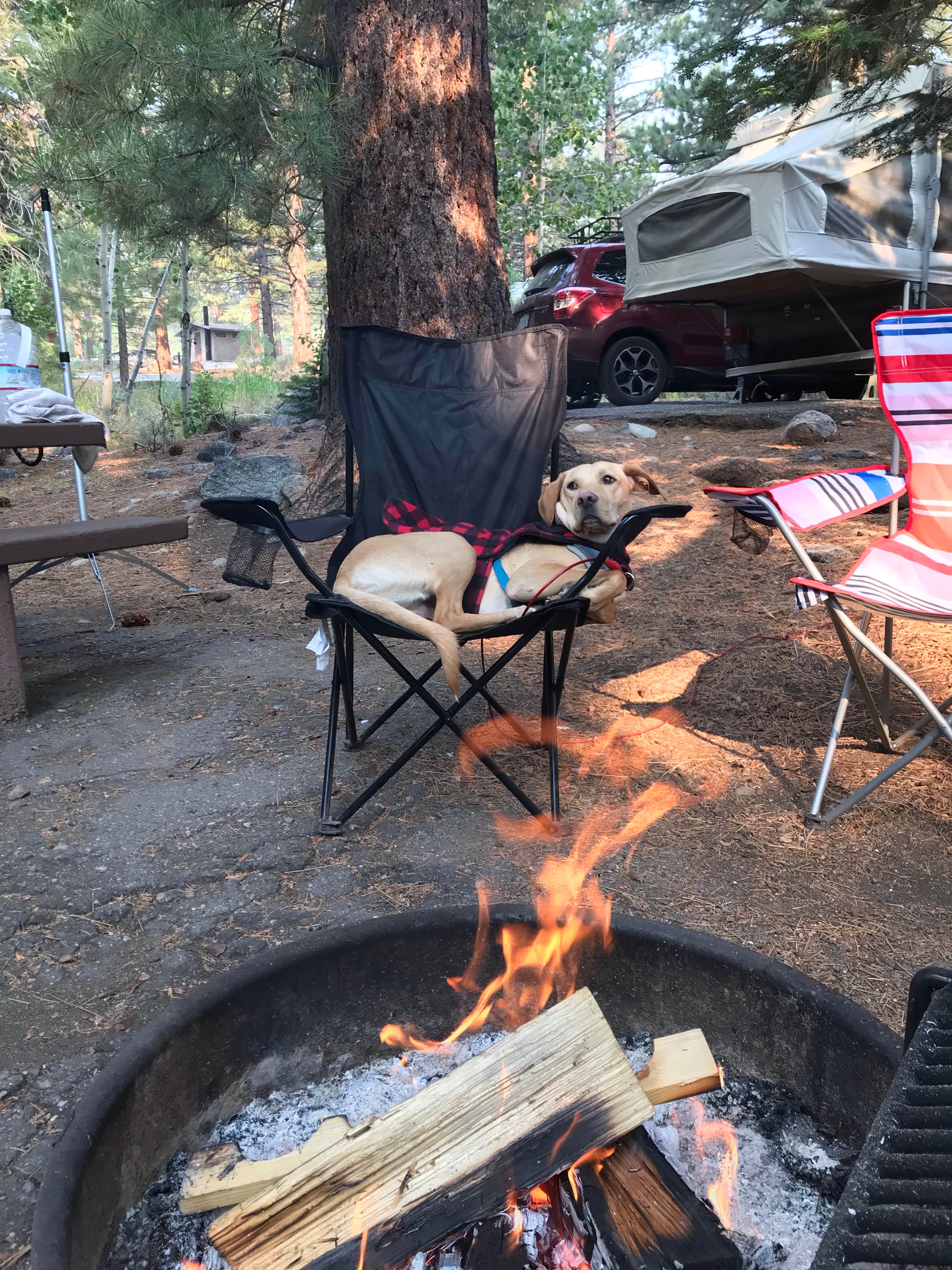 Troy L.'s photo of camping with pets at Buckeye Campground near Bridgeport, CA