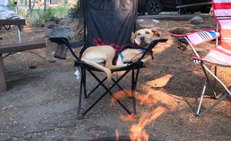 Troy L.'s photo of camping with pets at Buckeye Campground near Bridgeport, CA