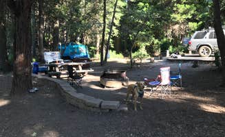 Troy L.'s photo of camping with pets at Dogwood near Blue Jay, CA
