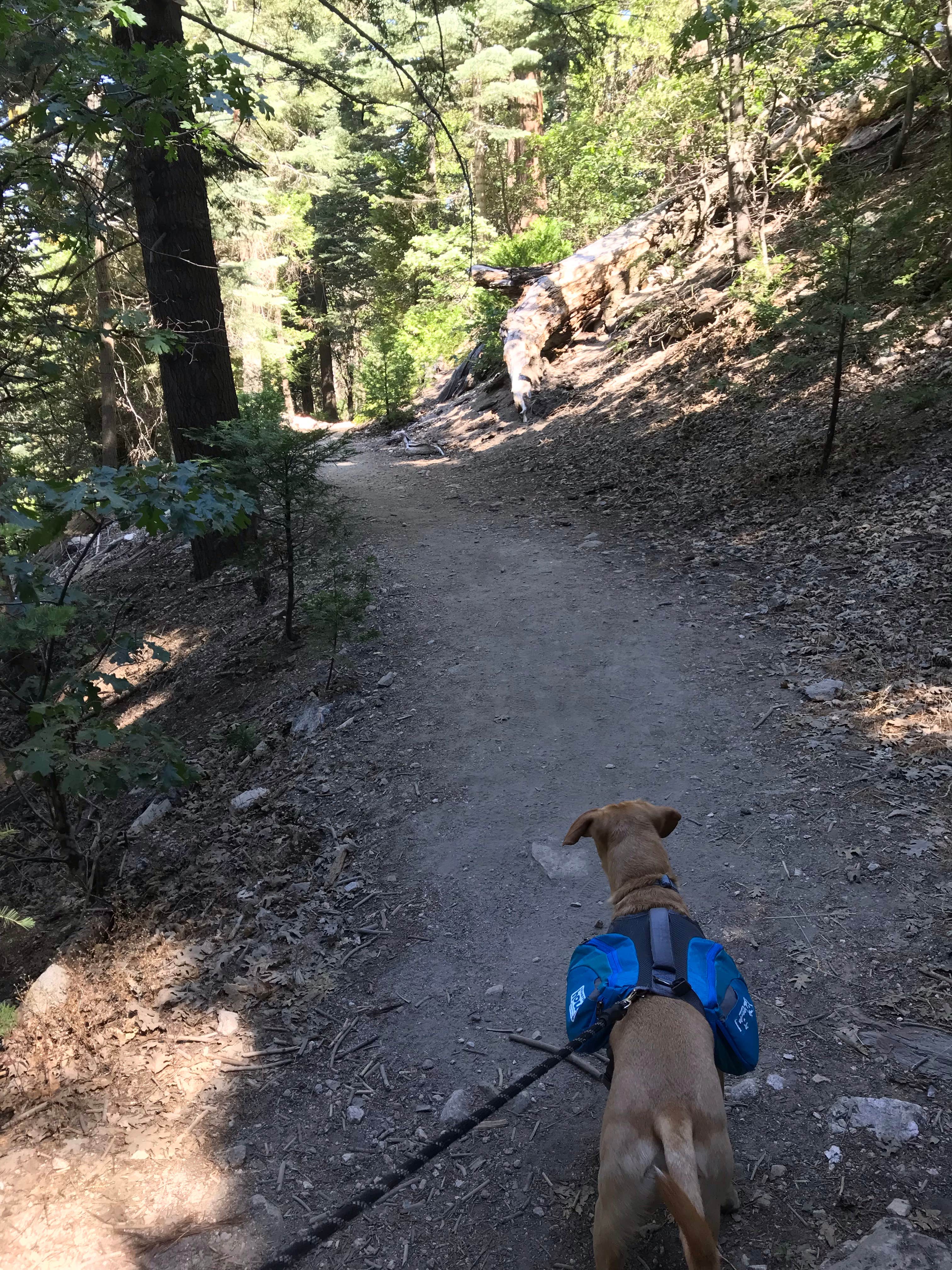 Troy L.'s photo of camping with pets at Dogwood near San Bernardino National Forest