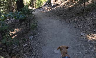 Troy L.'s photo of camping with pets at Dogwood near Lake Arrowhead, CA