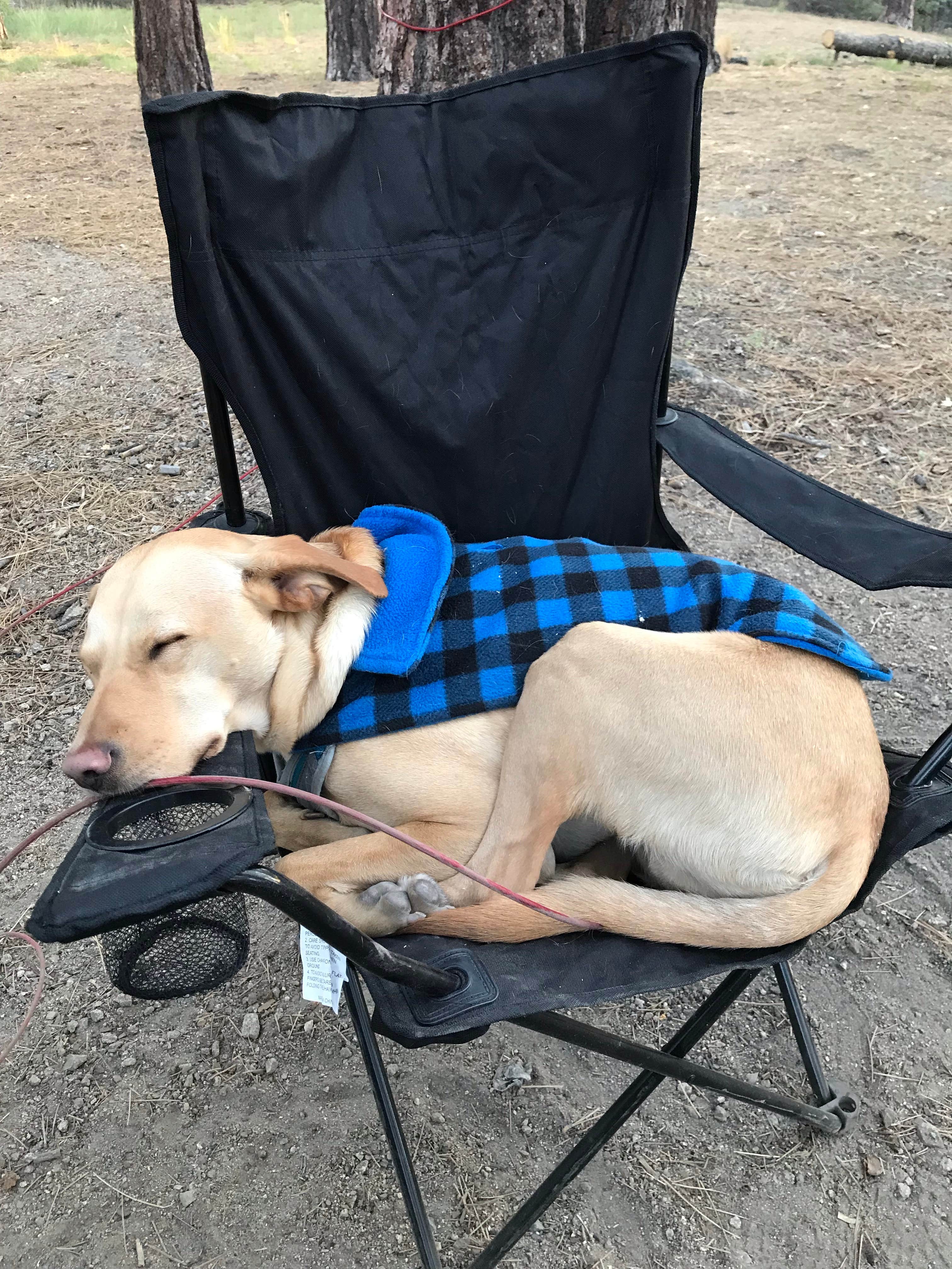 Troy L.'s photo of camping with pets at Hanna Flat Campground near Hesperia, CA