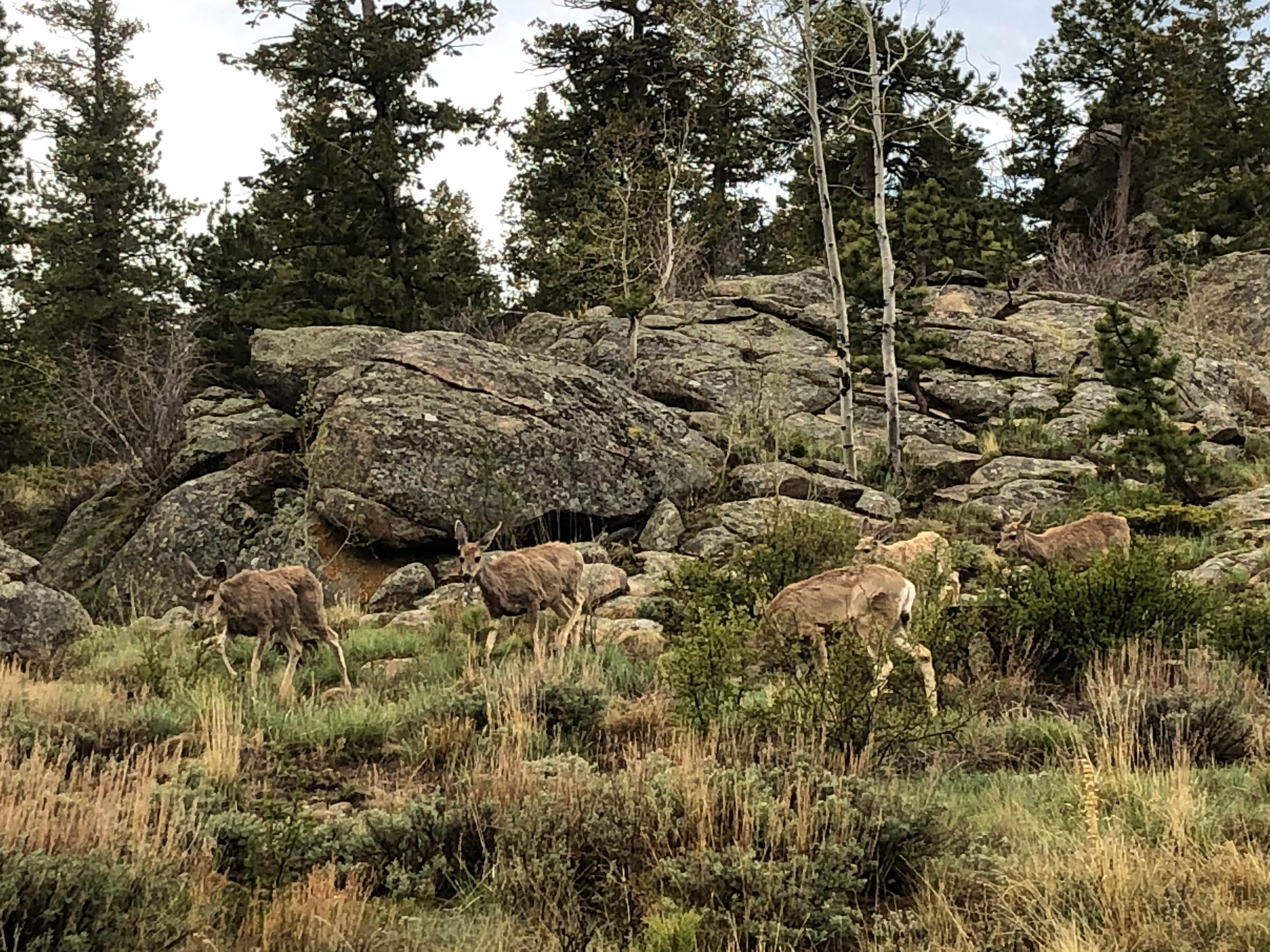Animals