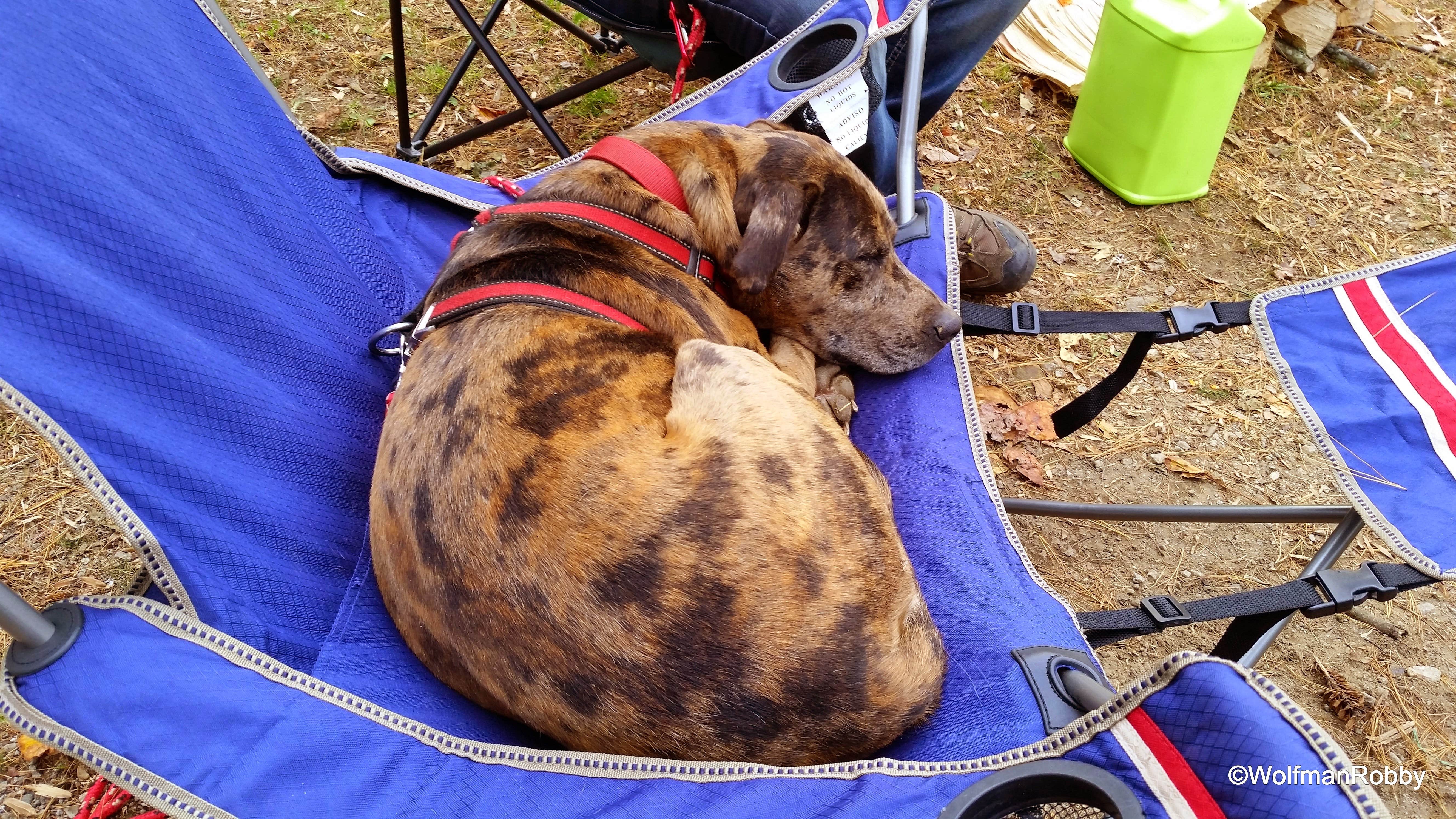John W.'s photo of camping with pets at Moccasin Creek State Park Campground near Helen, GA