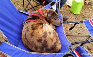 John W.'s photo of camping with pets at Moccasin Creek State Park Campground near Tallulah Falls, GA