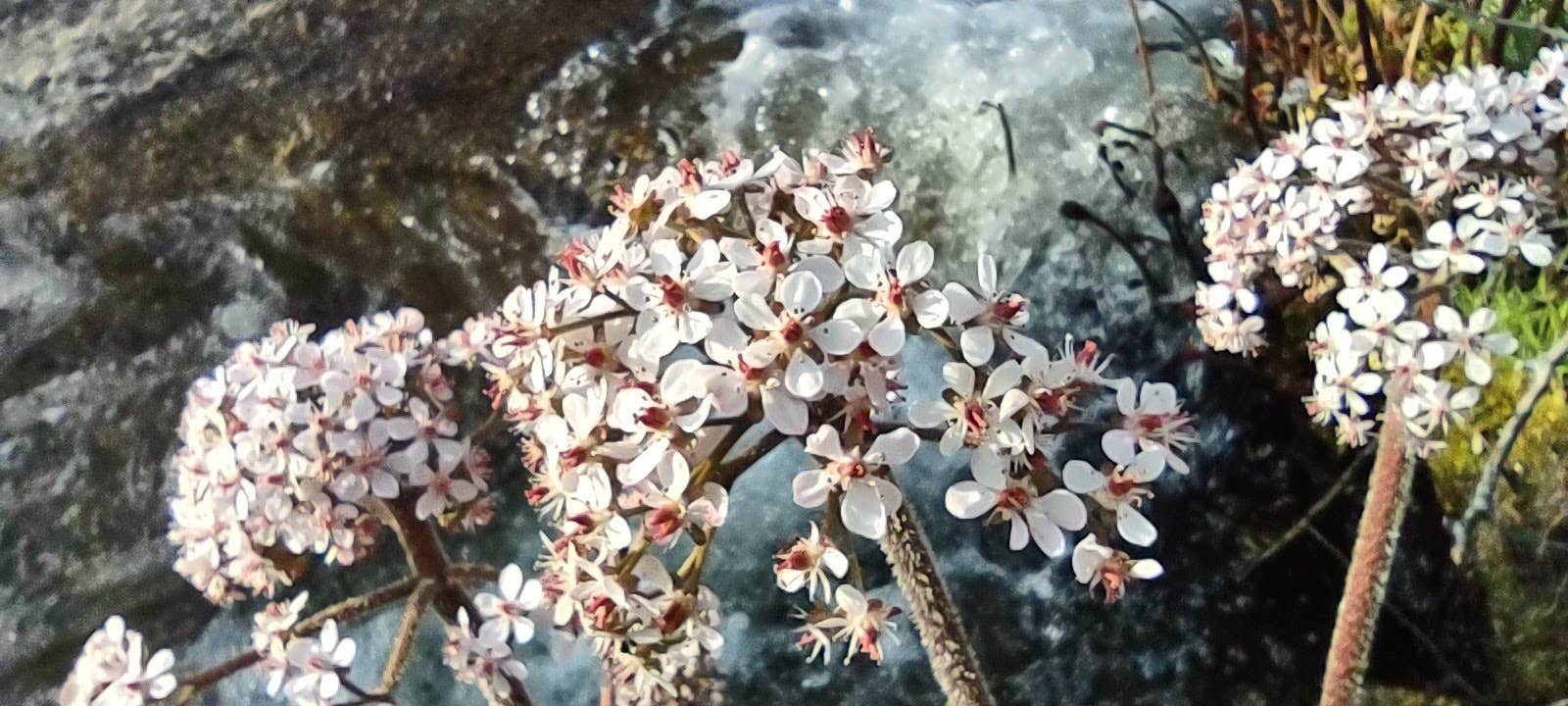 Camper-submitted photo at Musick Creek Falls near Auberry, CA