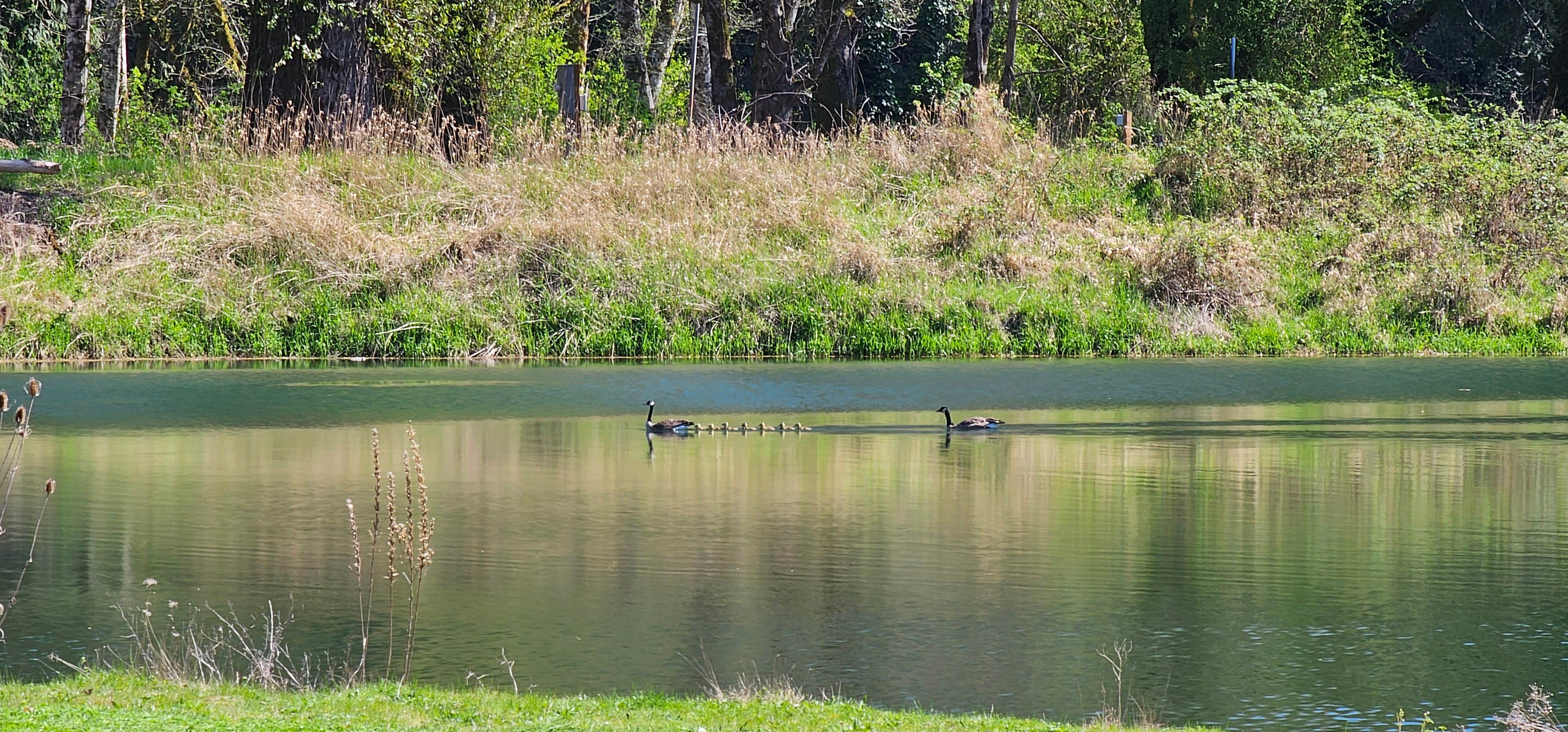 Camping near Nicholi Mountain: Steelhead Landing, Cathlamet, Washington