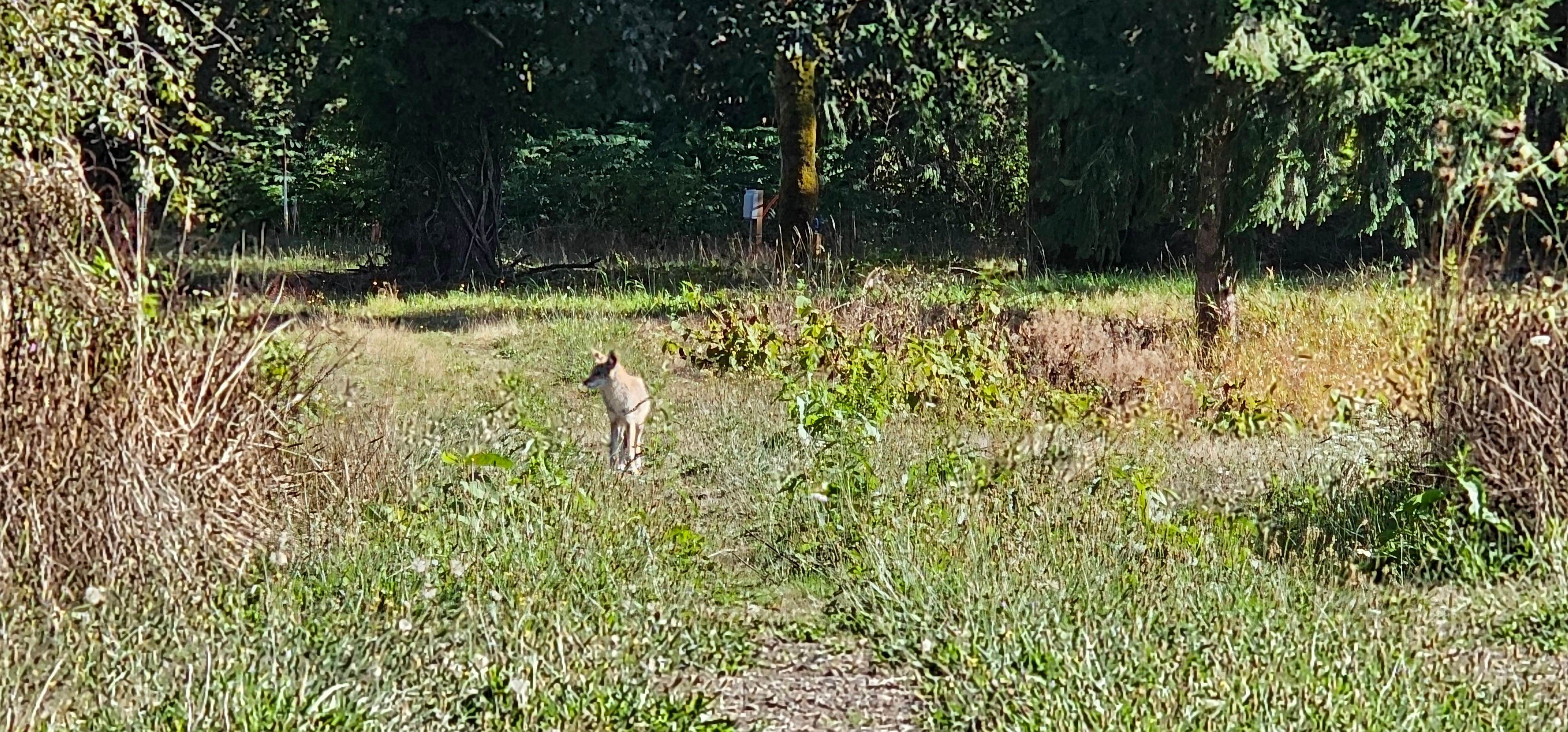 Jennifer M.'s photo of camping with pets at Steelhead Landing near Vernonia, OR