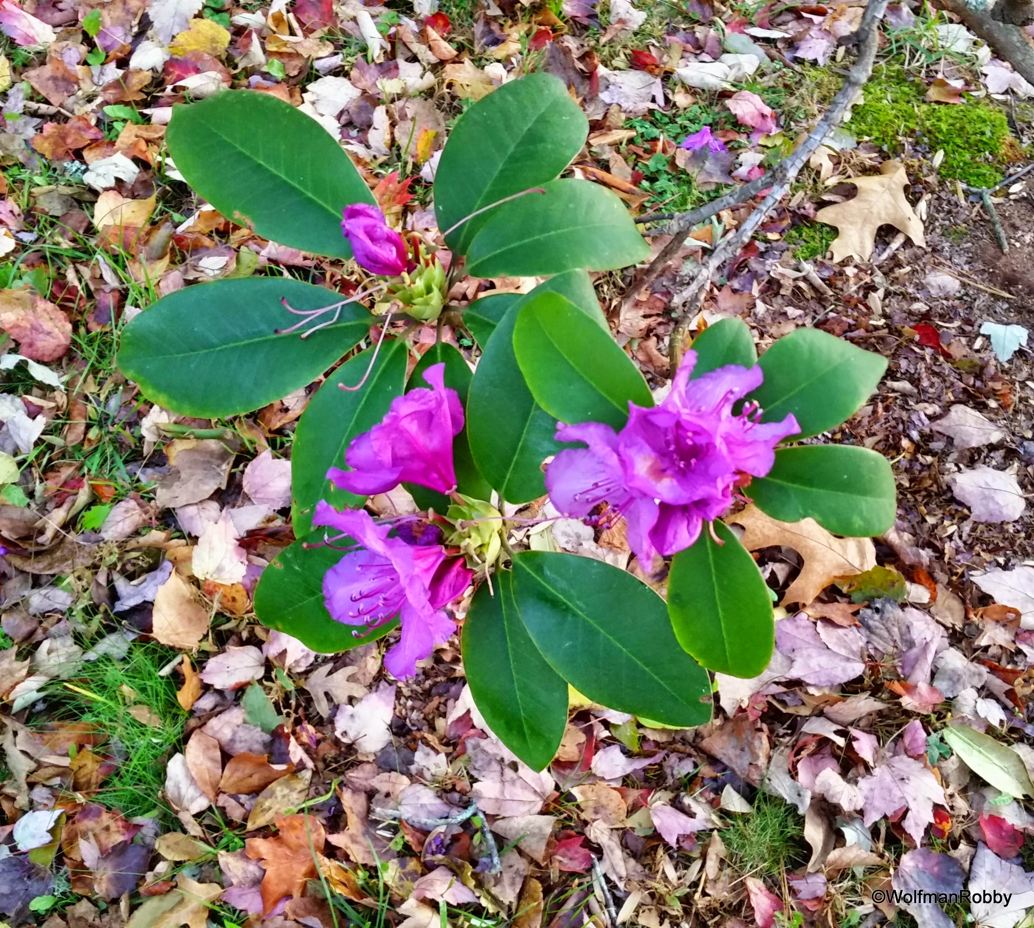 Camper submitted image from Moccasin Creek State Park Campground - 2