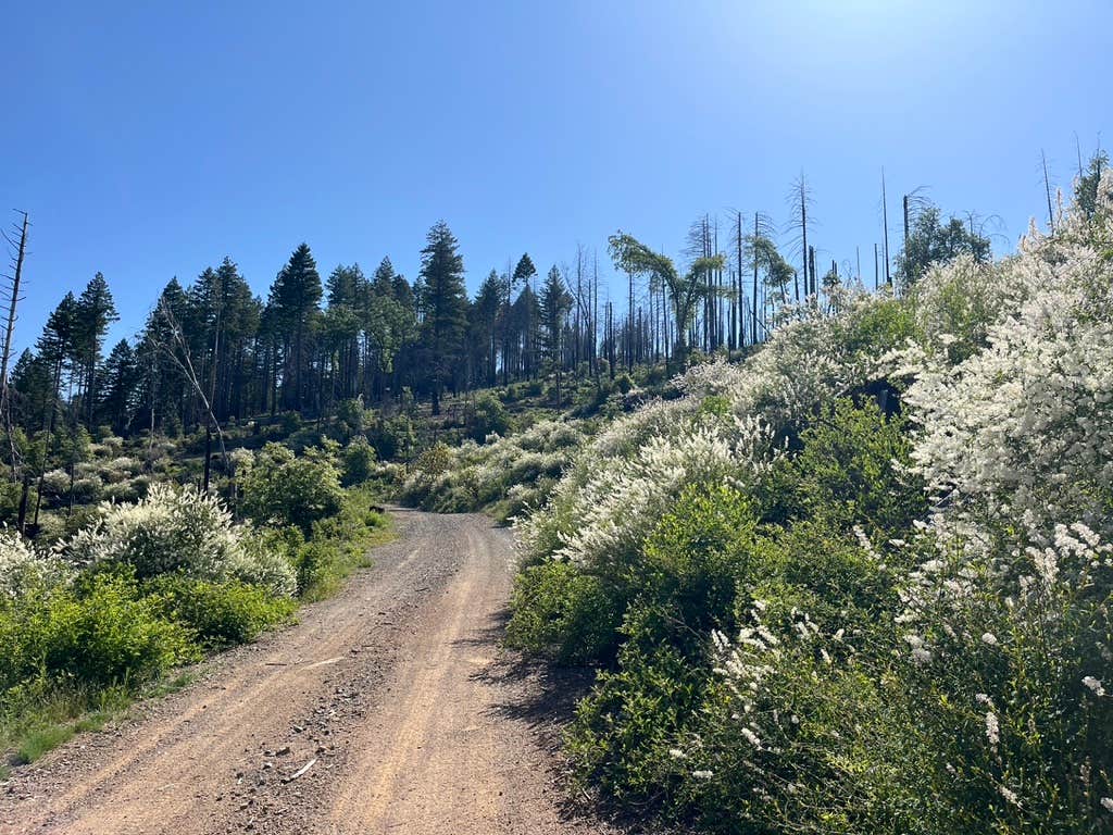 Camper submitted image from Pine Mountain Lookout - 5