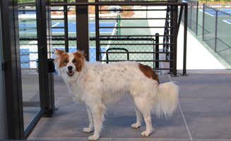 Steve R.'s photo of camping with pets at Town and Country Motorcoach and RV Resort near Oak Harbor, WA