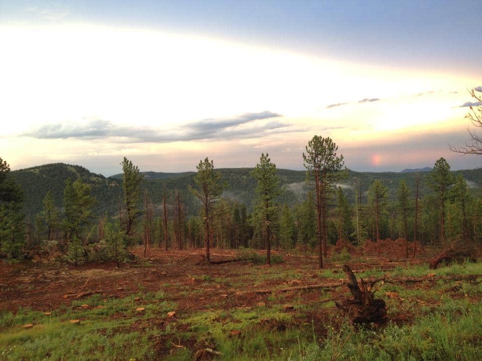 Lots of removed trees 