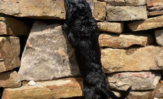 Jon J.'s photo of camping with pets at Grassy Road Cabins and Camping near Buffalo National River