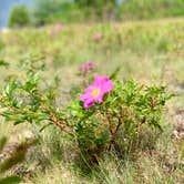 Review photo of Hadley's Point Campground by Steve V., July 25, 2019