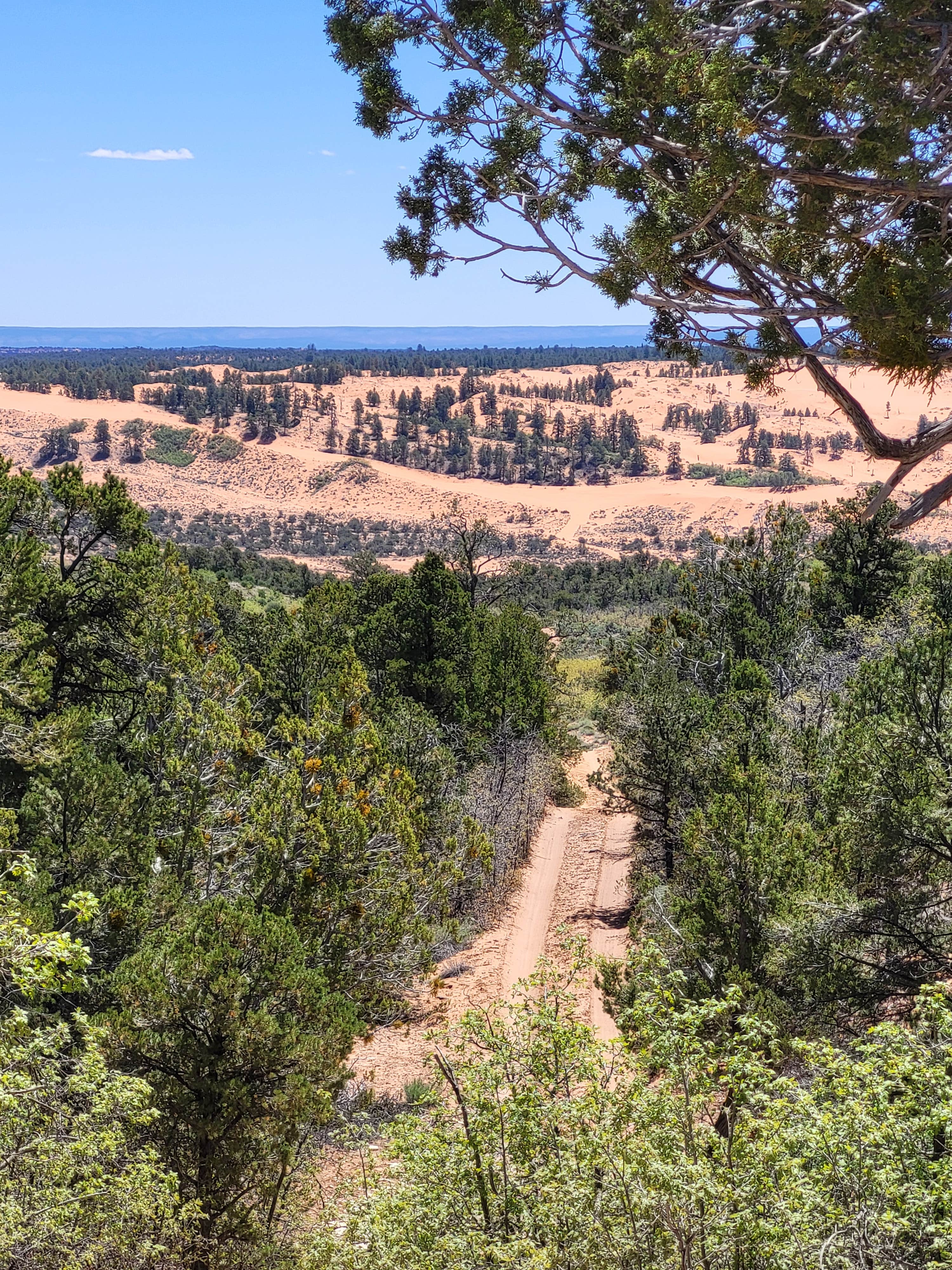 Camper submitted image from Meadows - Coral Pink Sand Dunes Dispersed - 3