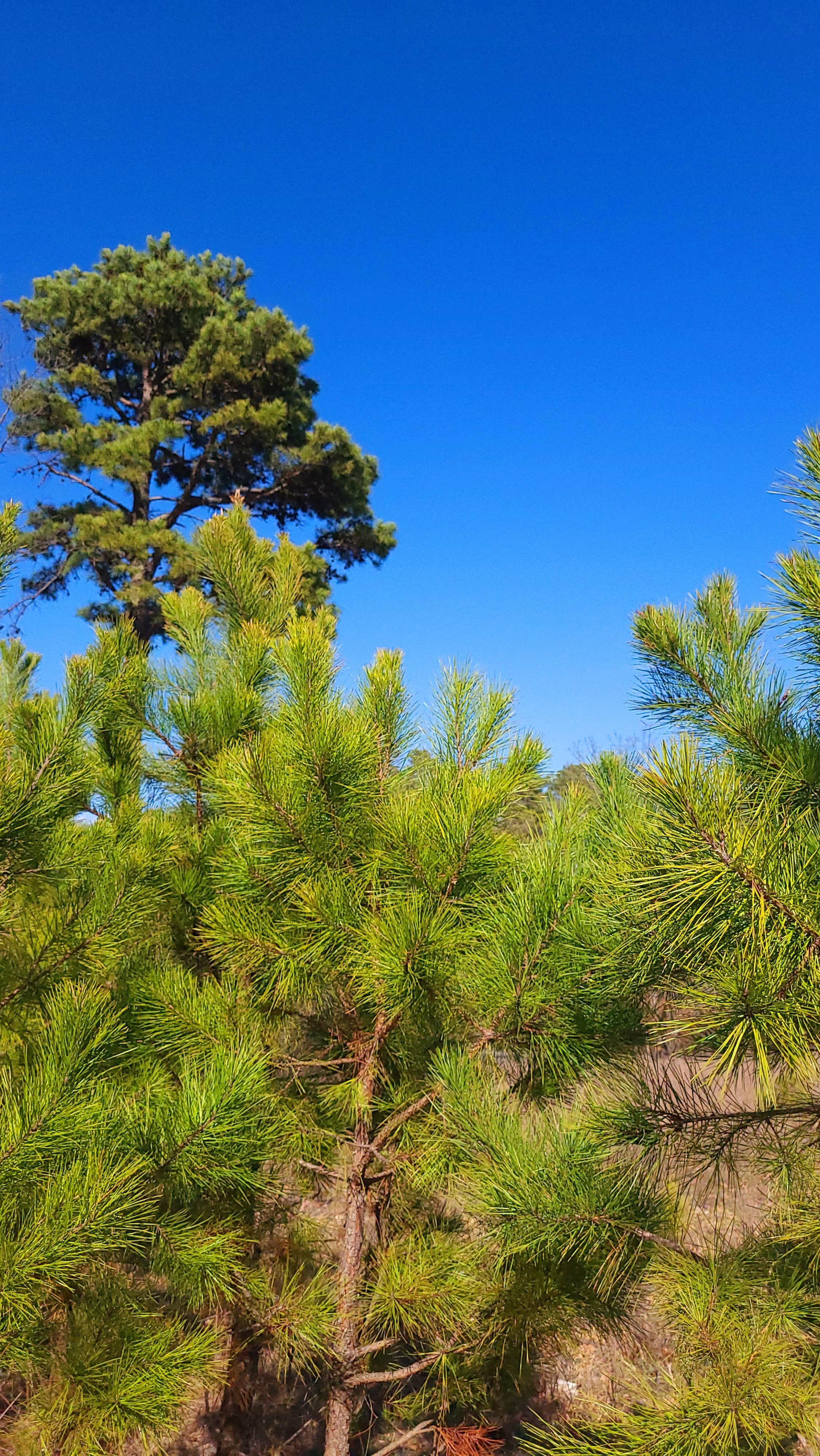 Camper-submitted photo at Cary Lane RV Park near Proctor, OK