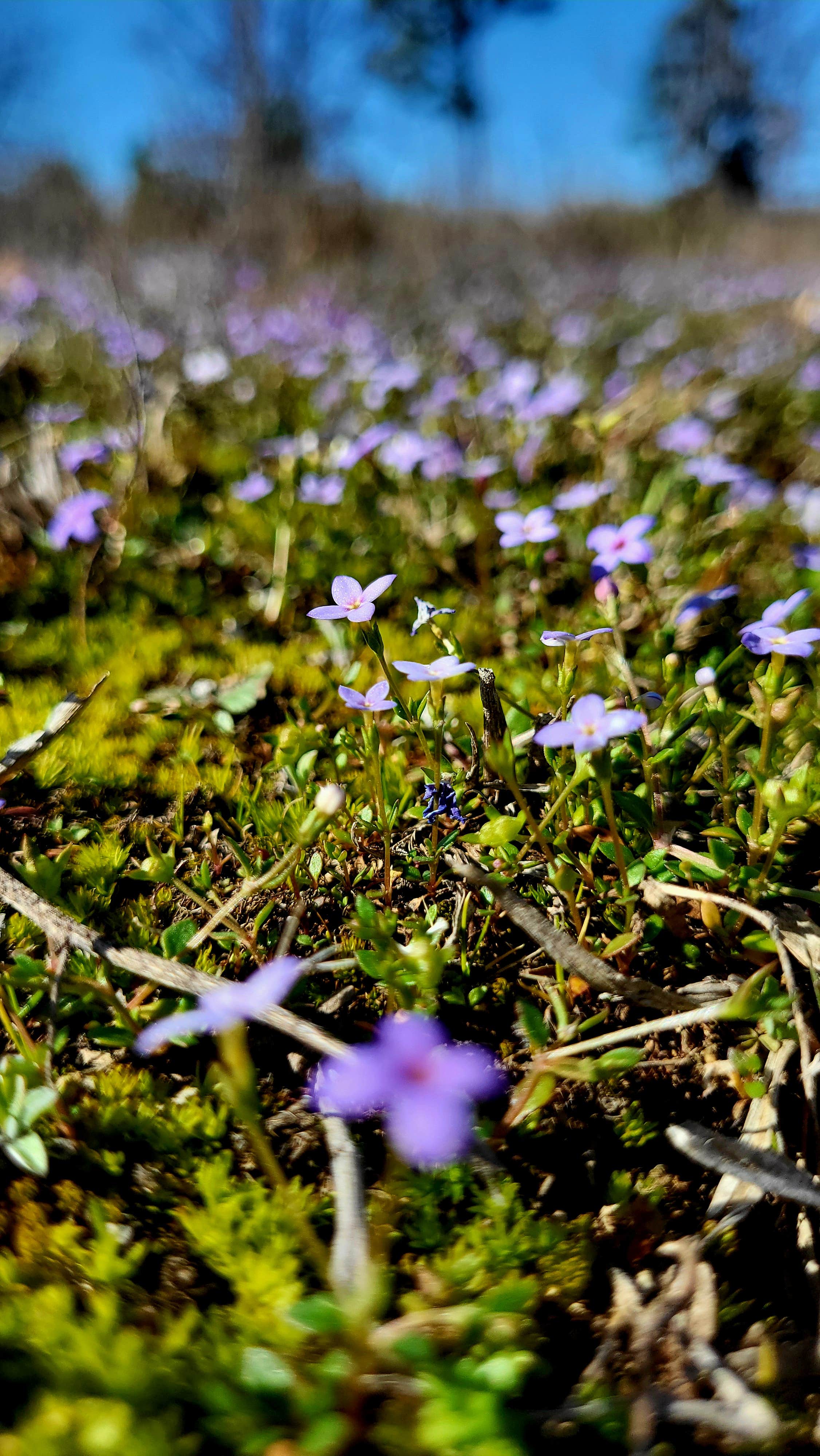 Camper-submitted photo at Cary Lane RV Park near Proctor, OK