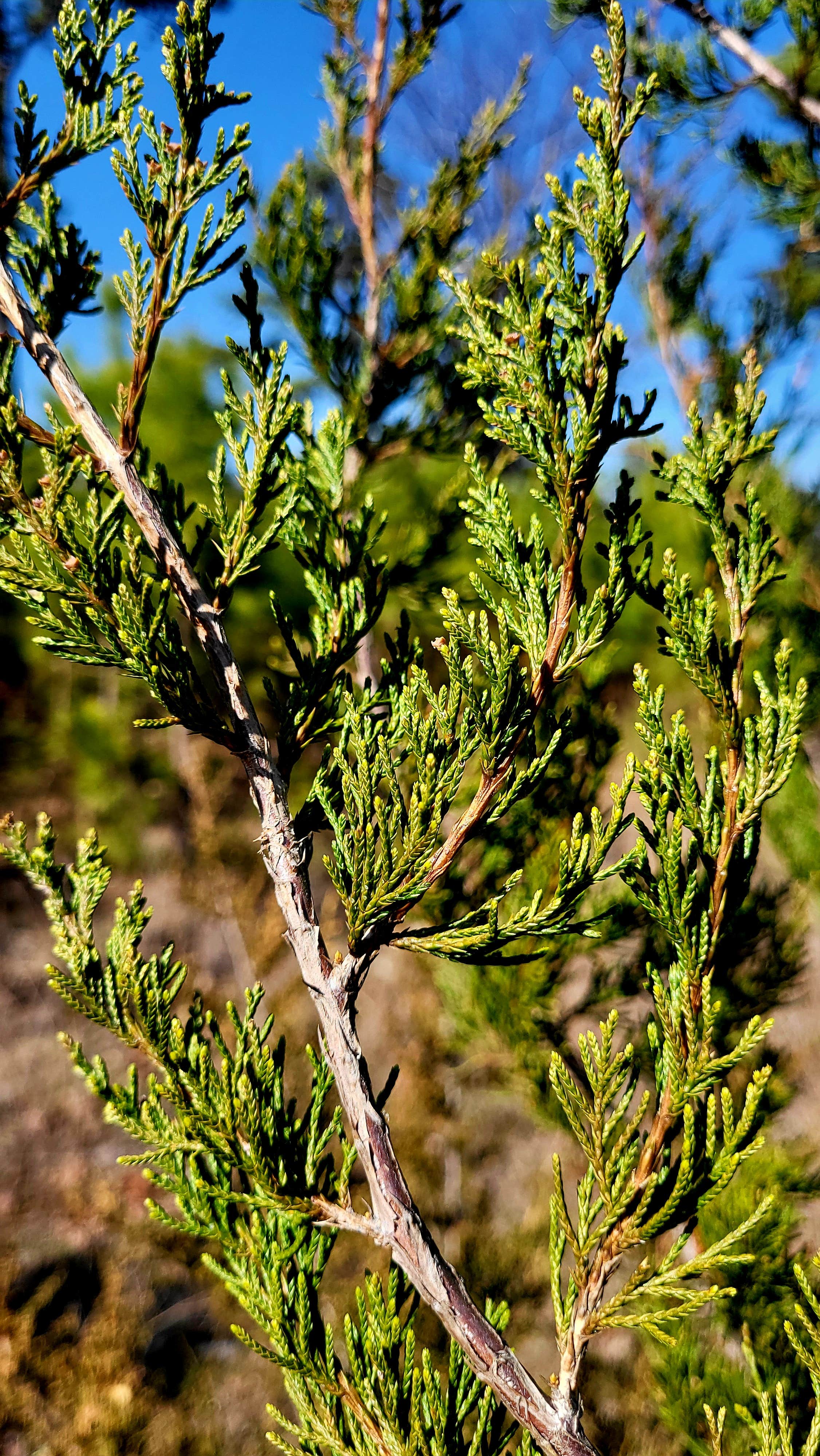 Camper-submitted photo at Cary Lane RV Park near Proctor, OK