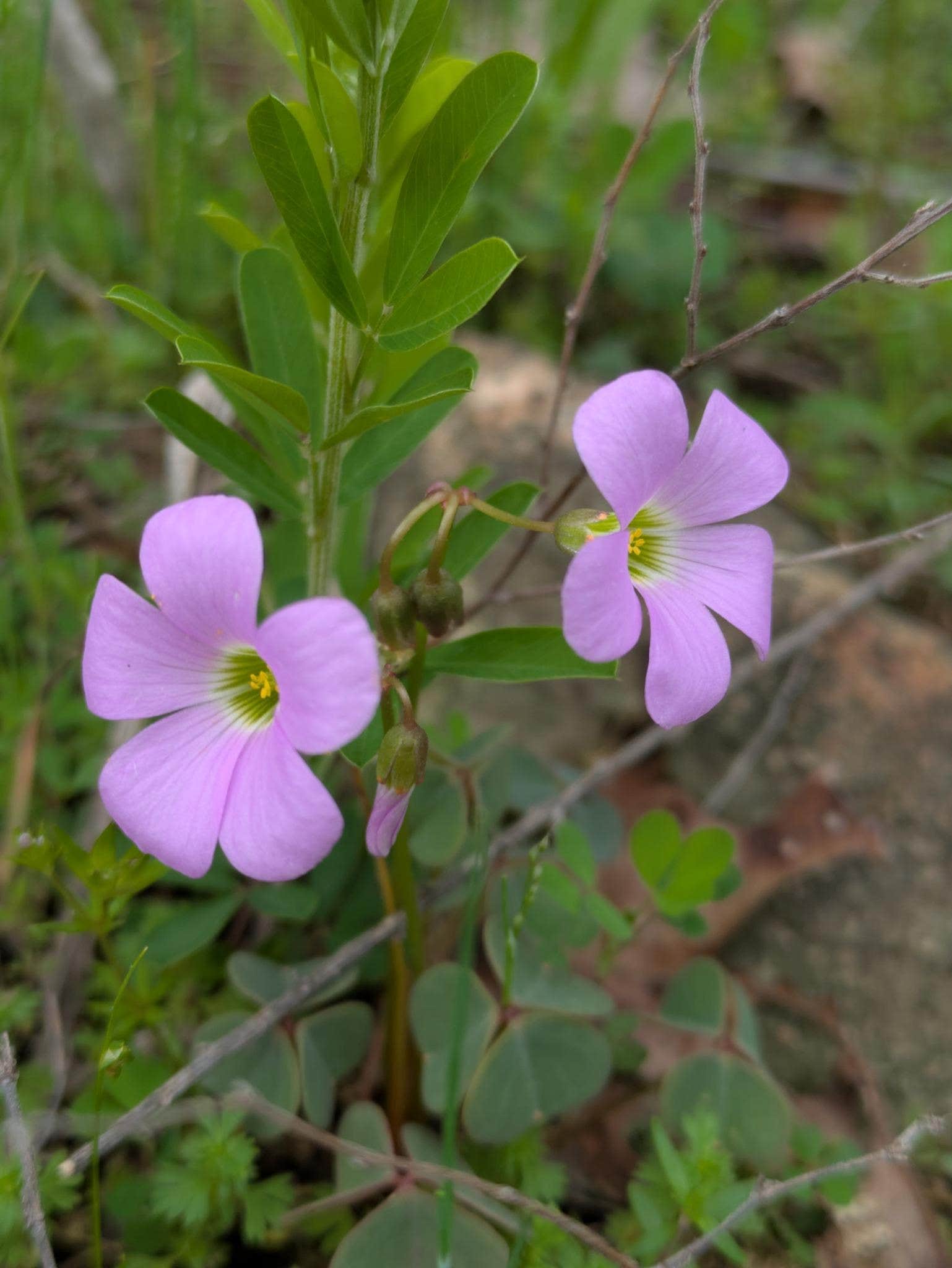 Camper-submitted photo at Cary Lane RV Park near Proctor, OK