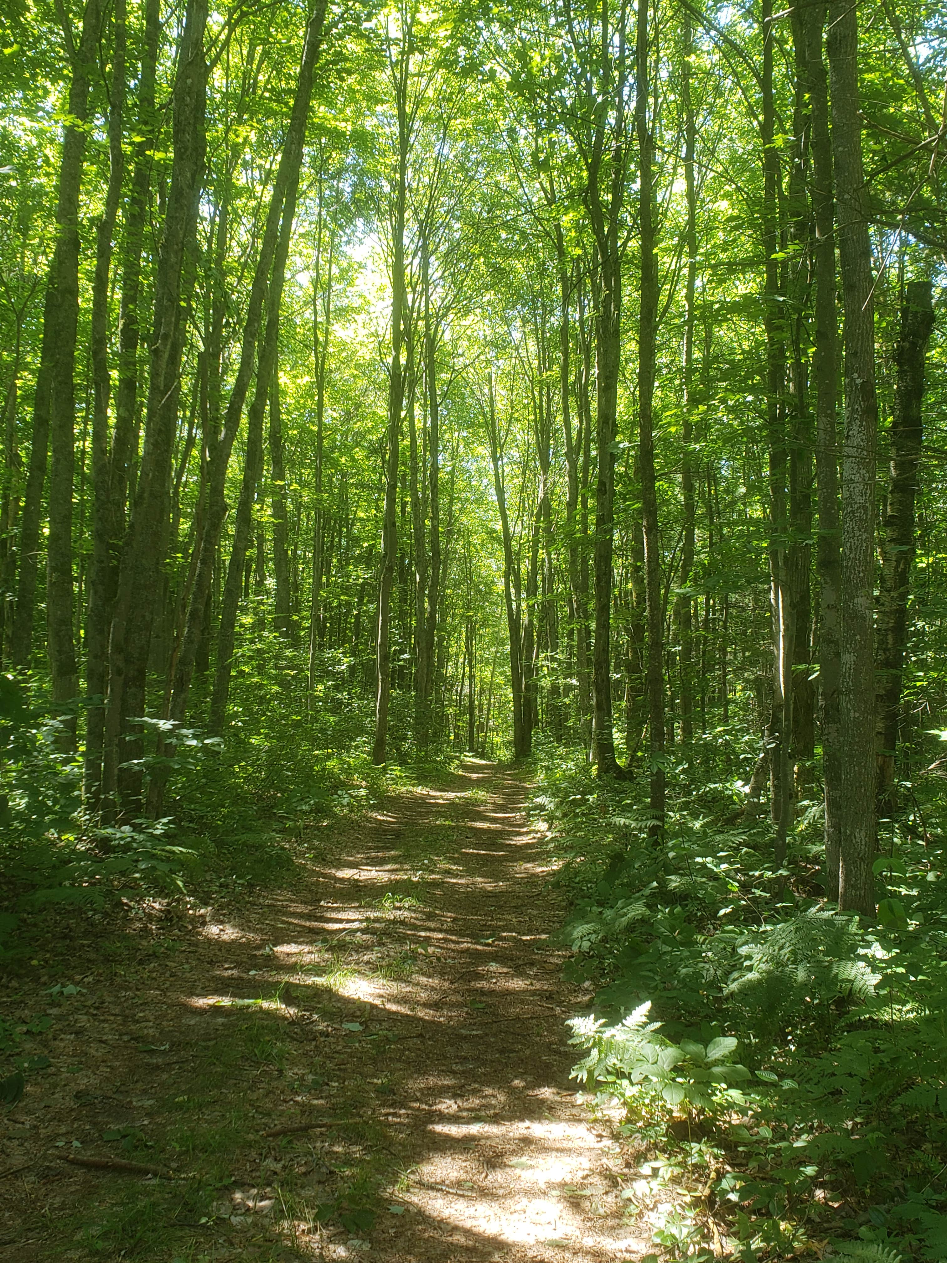 Hiking at Pine Baron trails, which are about a 10 minute drive away and maintained by Otsego Lake State Park