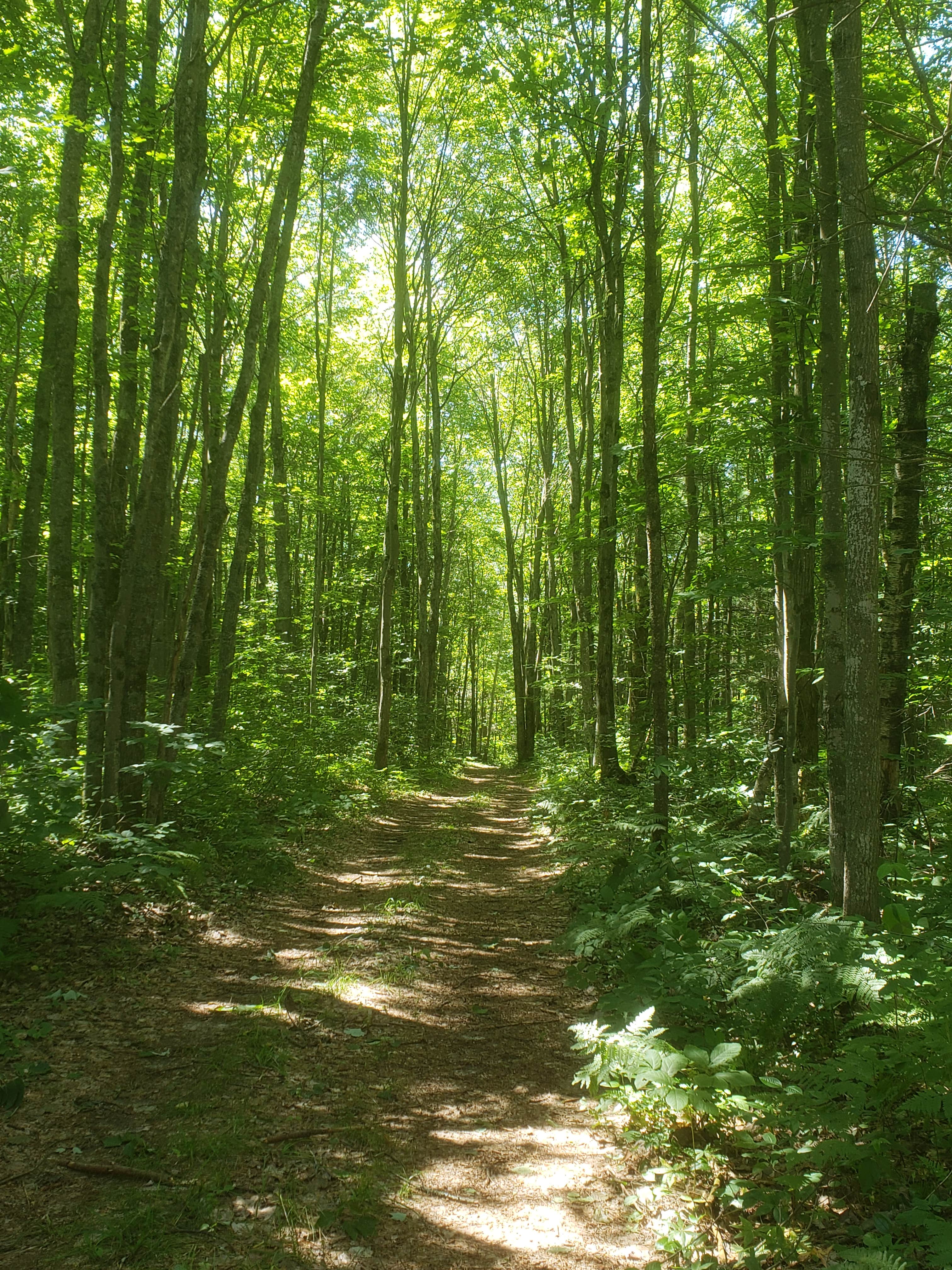 Camper submitted image from Otsego Lake State Park Campground - 4