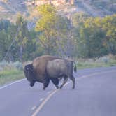 Review photo of Cottonwood Campground — Theodore Roosevelt National Park by Lee D., July 25, 2019