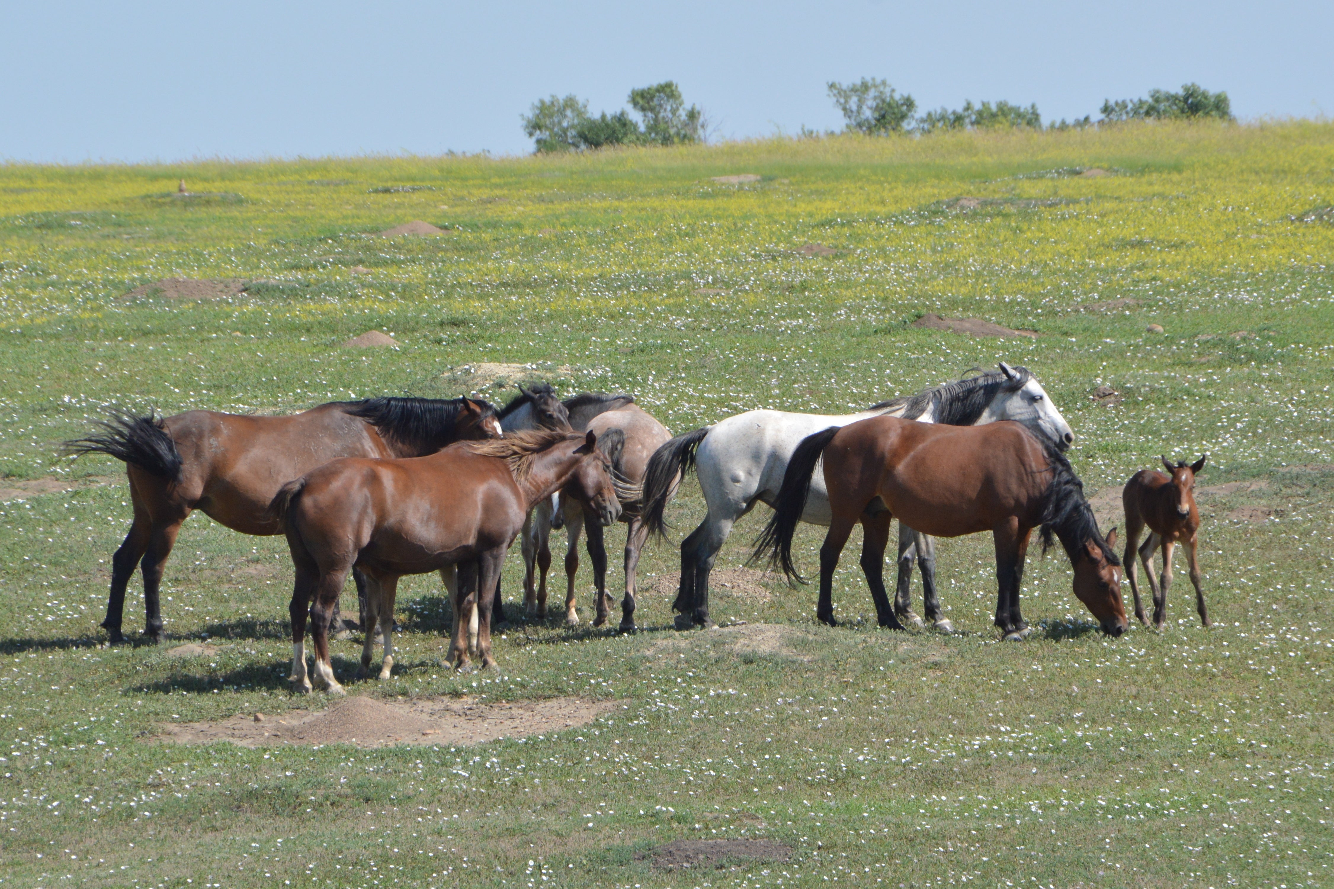 Early morning is the best time to see the wild horses