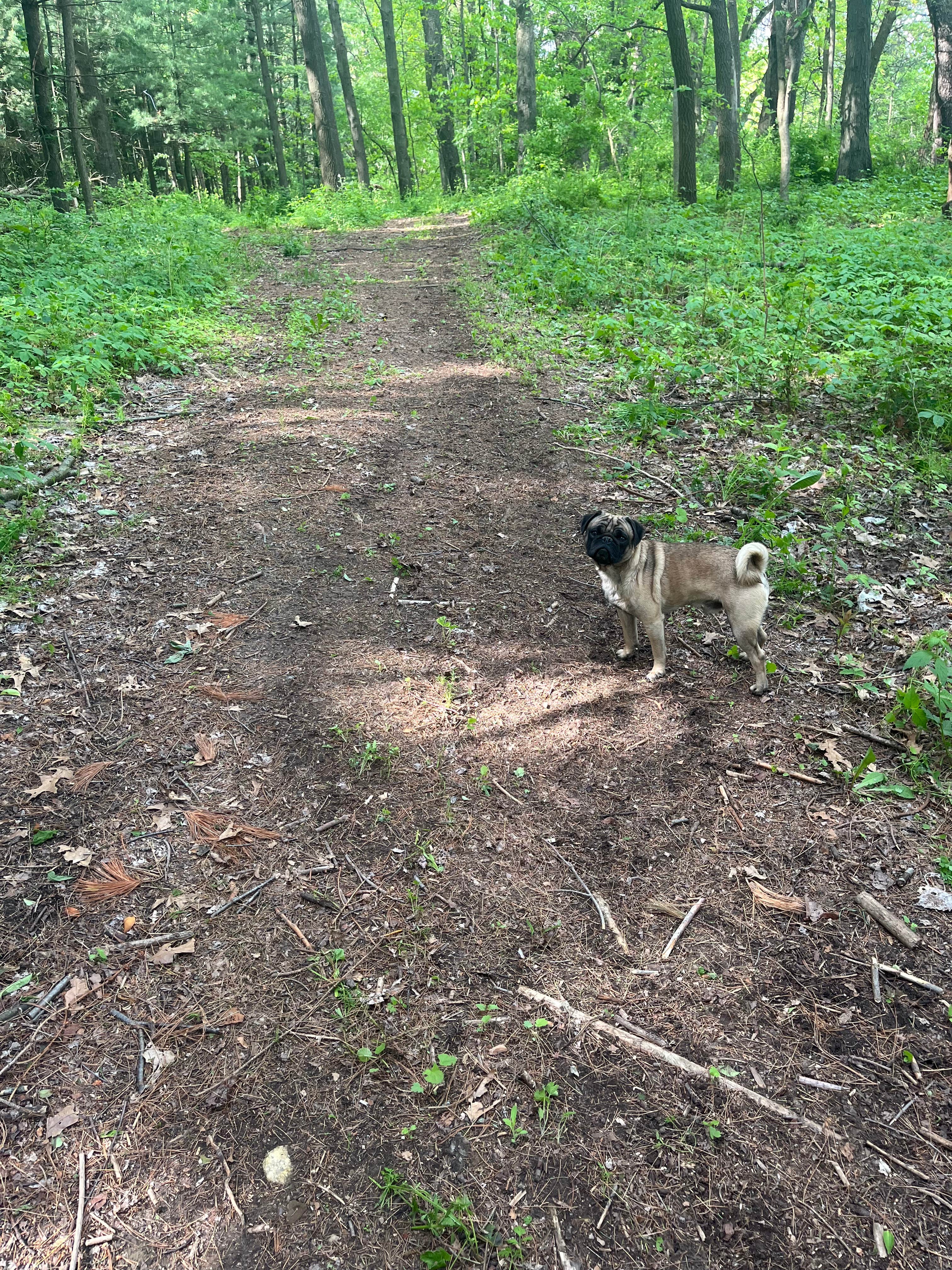 ADRIENNE L.'s photo of camping with pets at Whisper Wind Farm near Pewamo, MI
