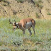 Review photo of Cottonwood Campground — Theodore Roosevelt National Park by Lee D., July 25, 2019