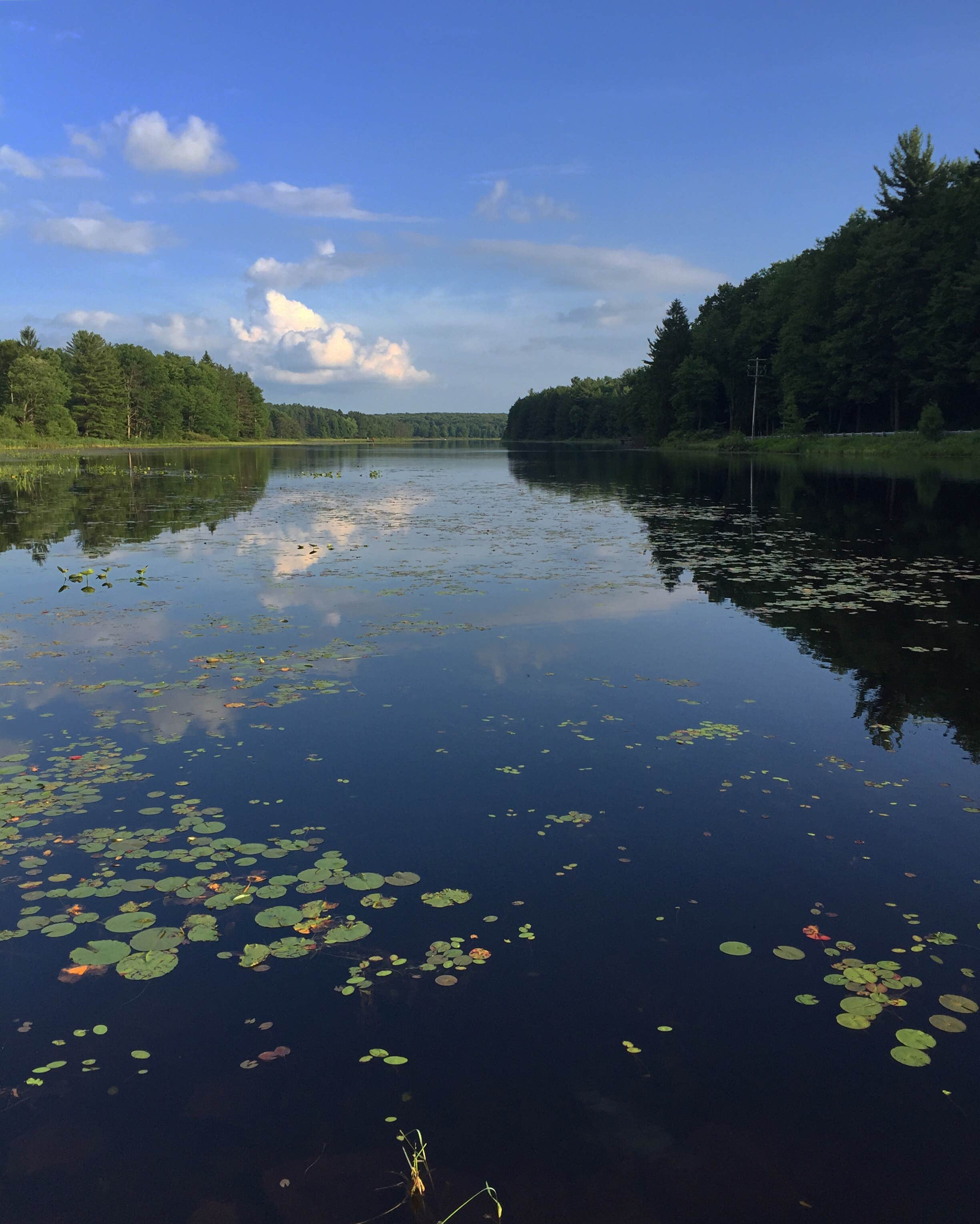 Lily pads on the lake.