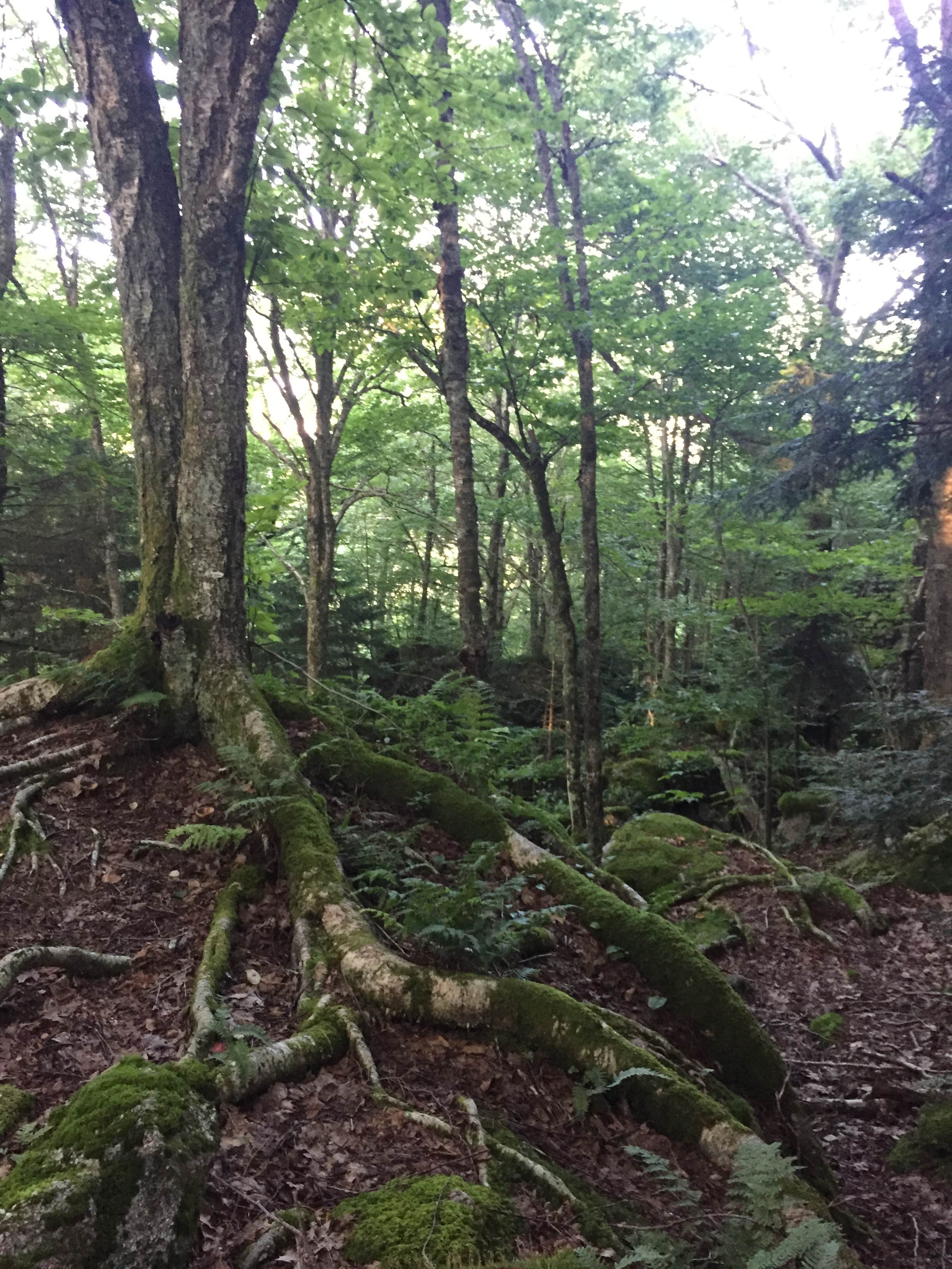 Camper-submitted photo at Bear Heaven Campground near Glady, WV