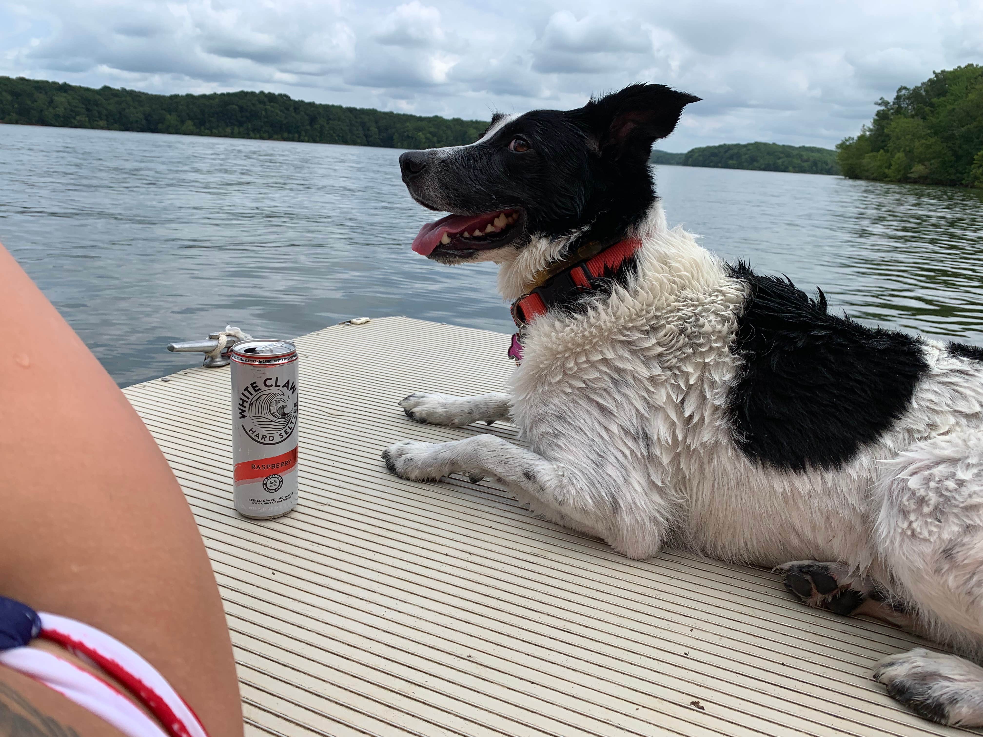 Brooklyn L.'s photo of camping with pets at Boswell Landing Campground near Buchanan, TN