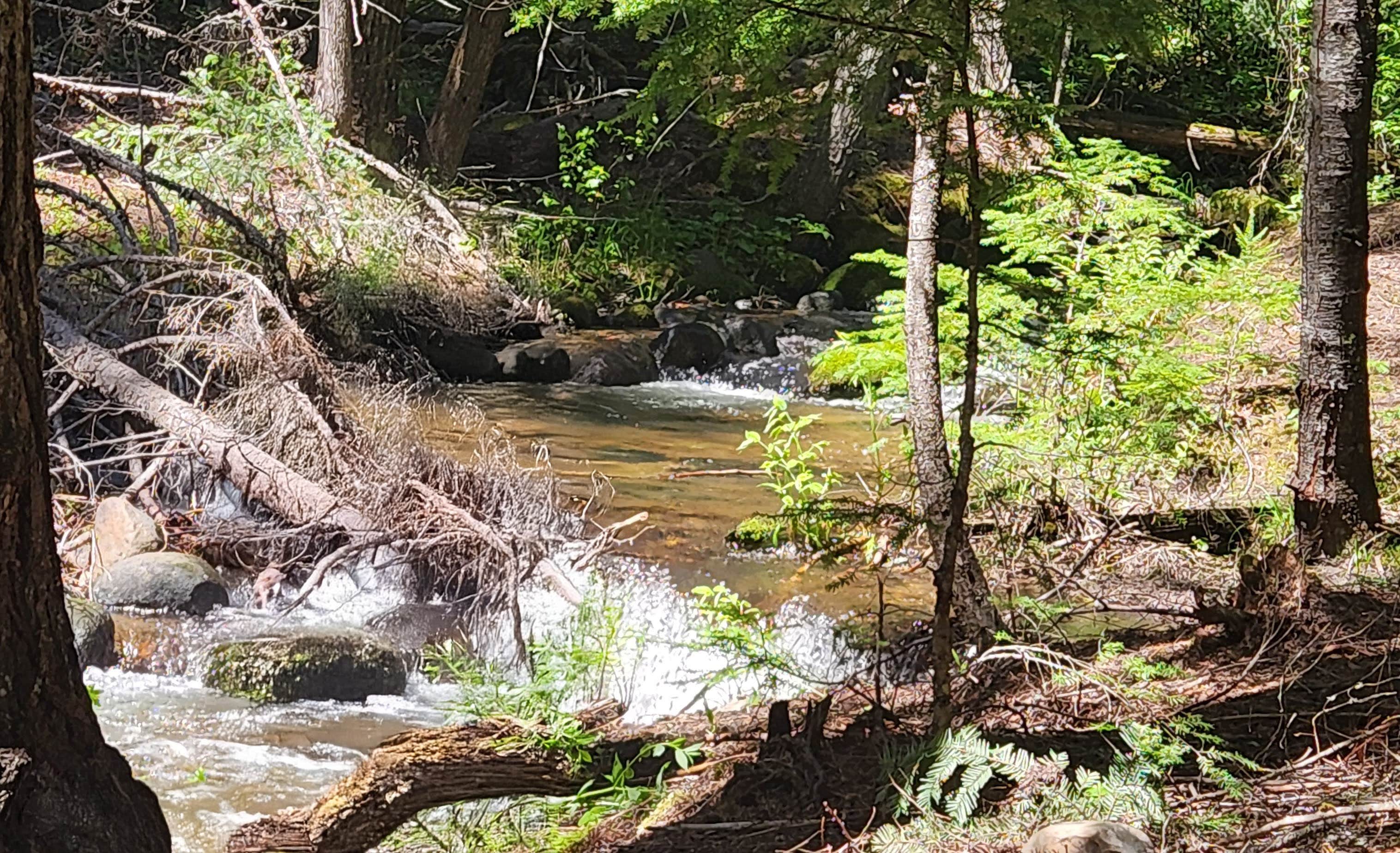 Camper-submitted photo at Cee Cee Ah Creek near Kootenai, ID