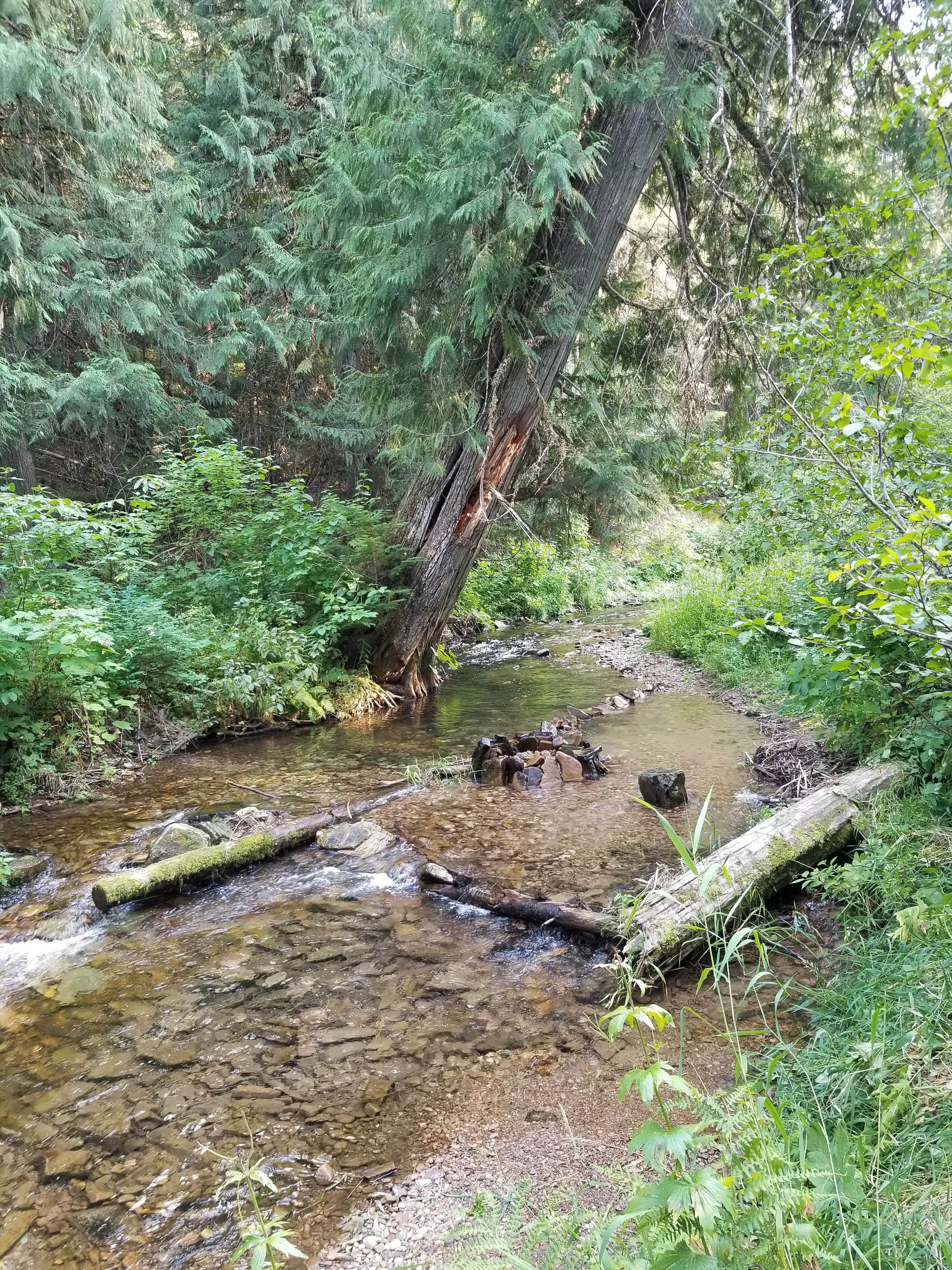 Camper submitted image from North Fork Coeur D'Alene River - 5